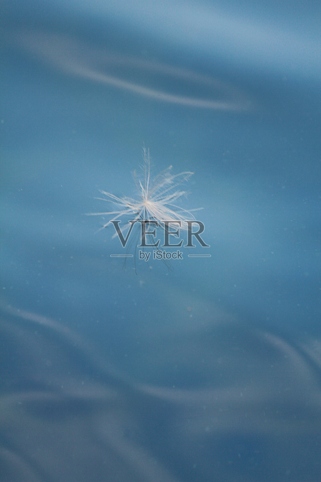 水上的绒毛照片摄影图片