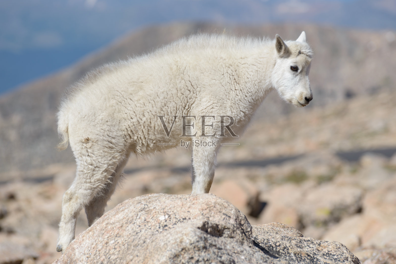 科罗拉多落基山脉的野山羊照片摄影图片