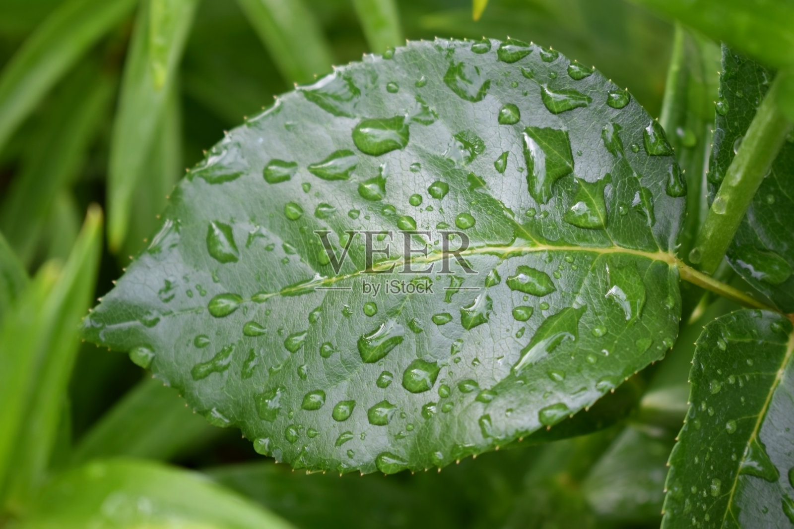 水滴在绿叶上照片摄影图片