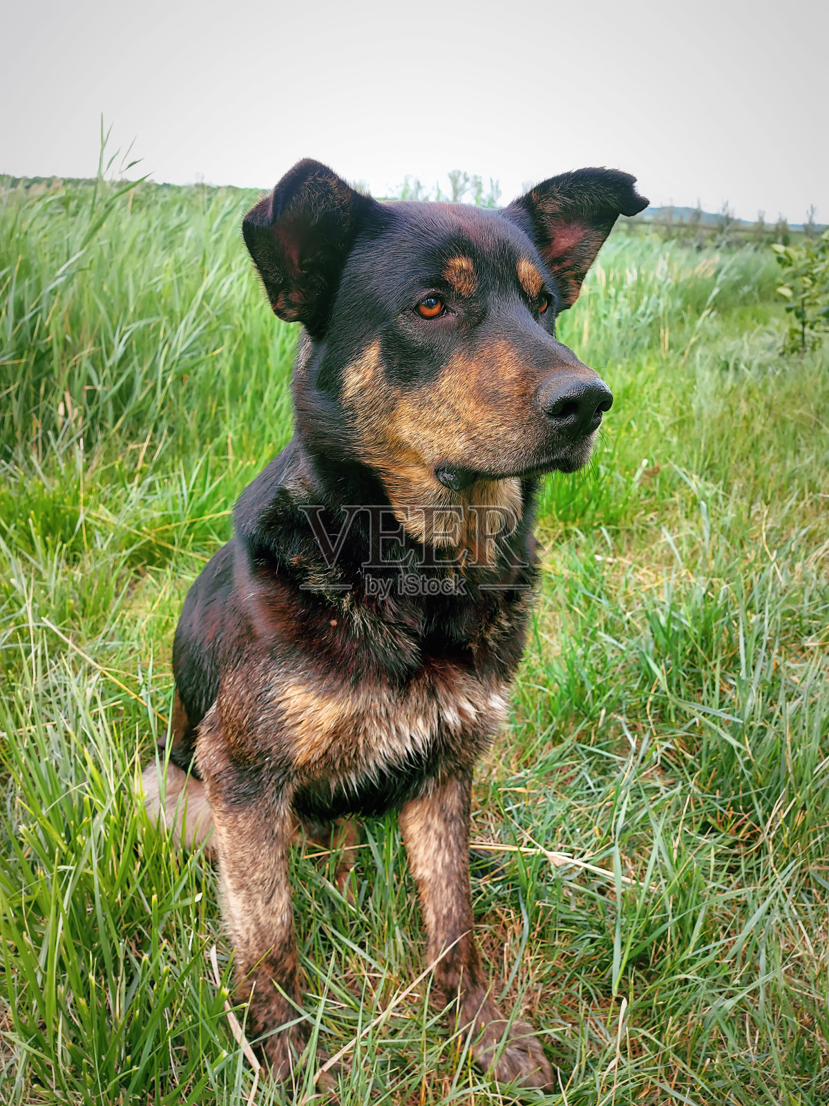 孤独可爱可爱的狗在户外散步。自然背景。照片摄影图片
