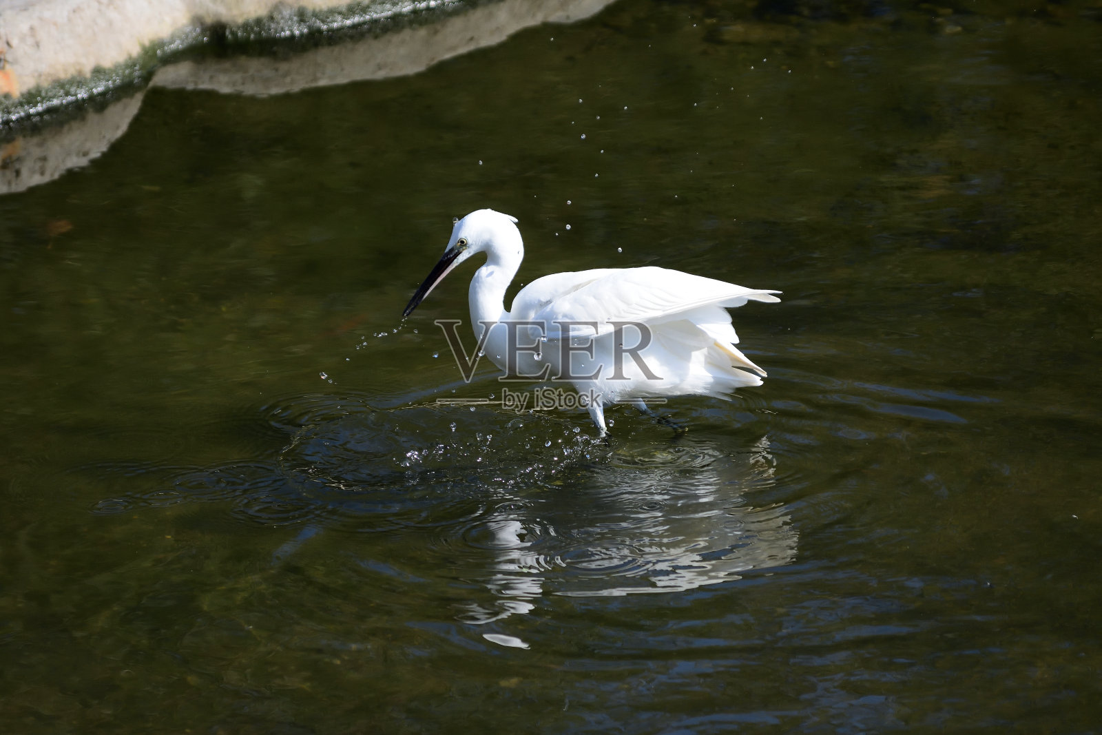 城市化的鸟类照片摄影图片