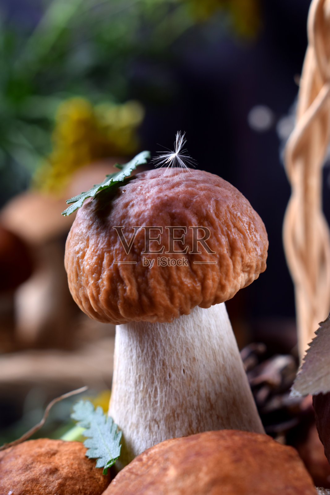 有绒毛的小牛肝菌照片摄影图片