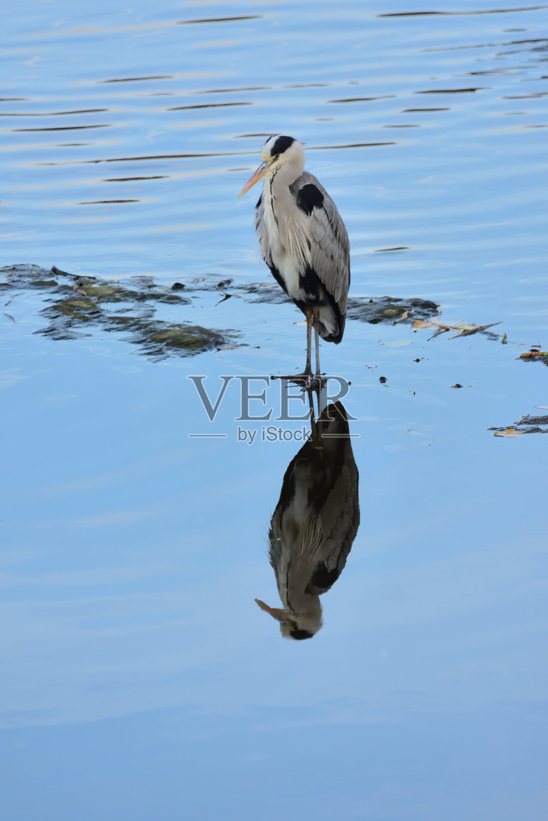 城市化的鸟类照片摄影图片