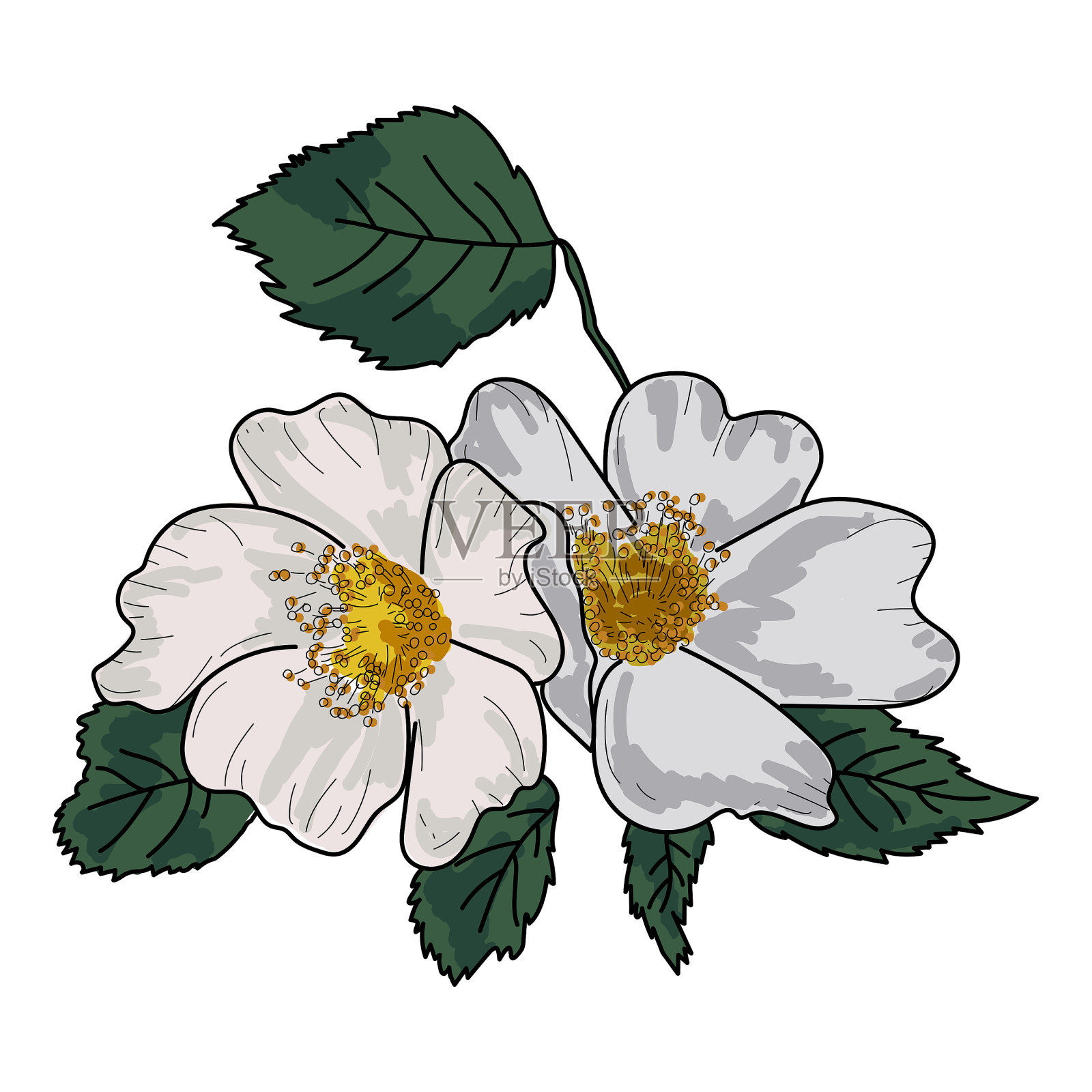 玫瑰花瓣与绿叶，矢量手绘插图插画图片素材