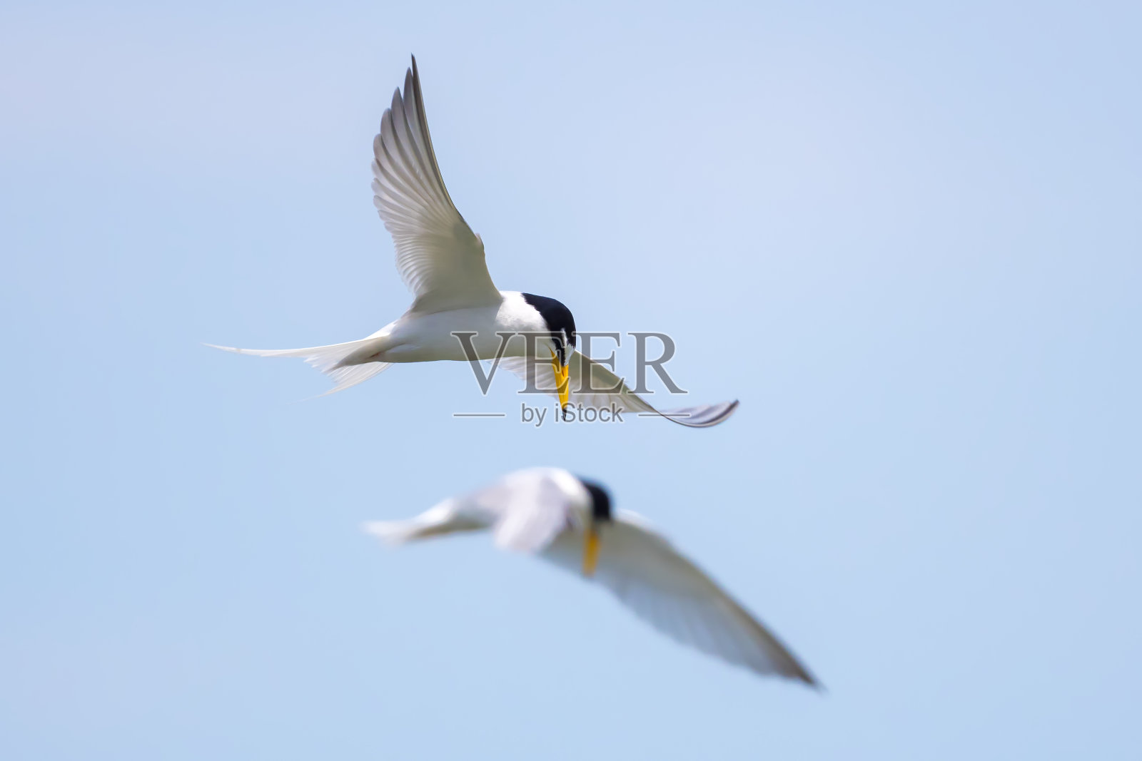 小燕鸥飞行照片摄影图片