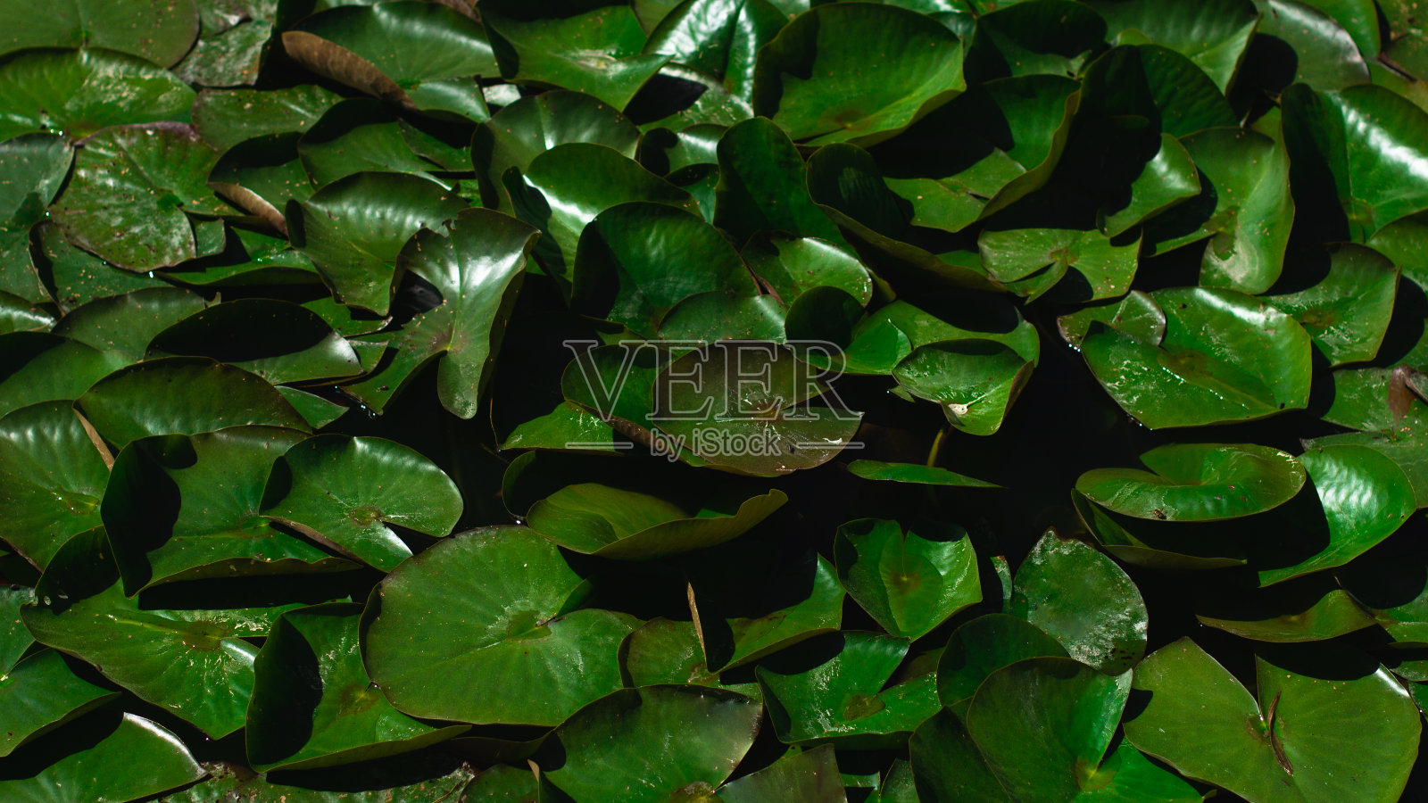 鸟瞰图池塘黄色的睡莲花，绿色的叶子，浮萍在一个夏天。无人机拍摄的照片。照片摄影图片