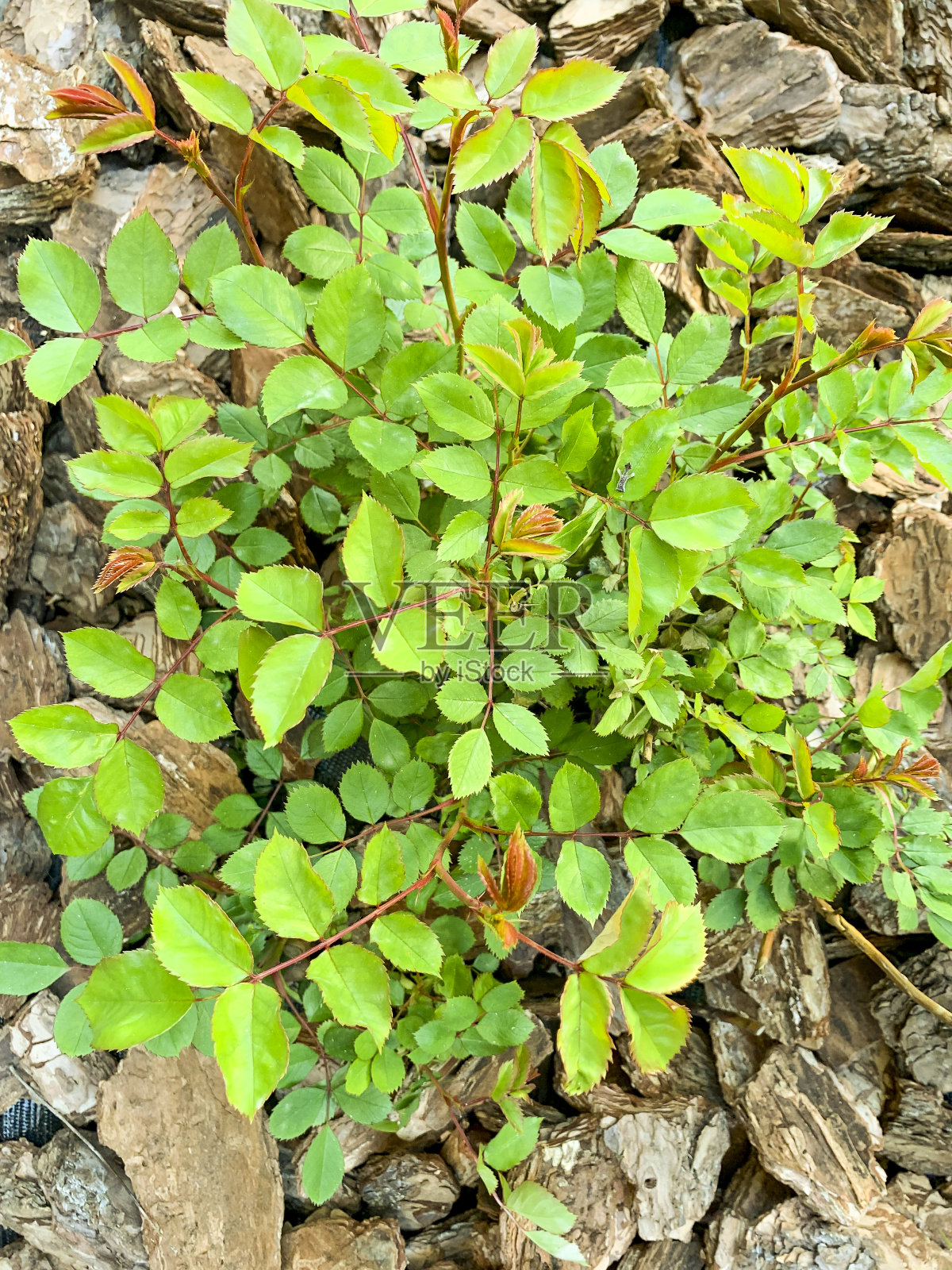 在装饰木片的背景上的玫瑰灌木的年轻的绿色叶子照片摄影图片