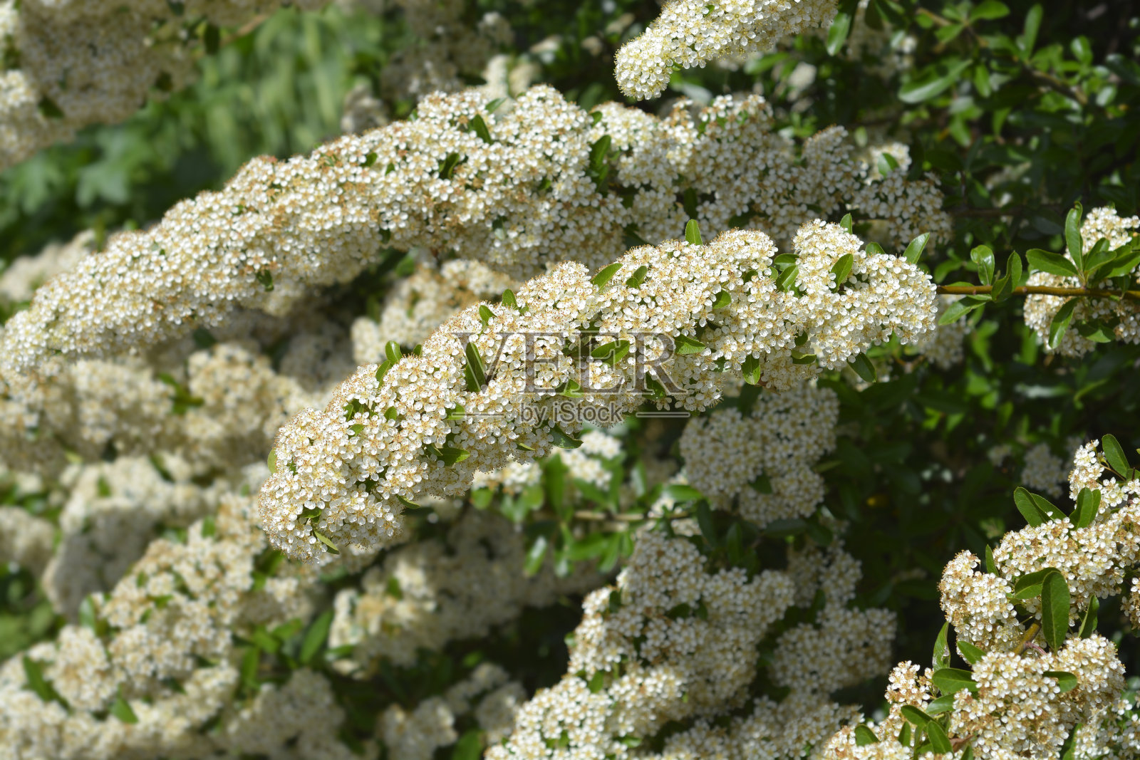 红色火棘照片摄影图片