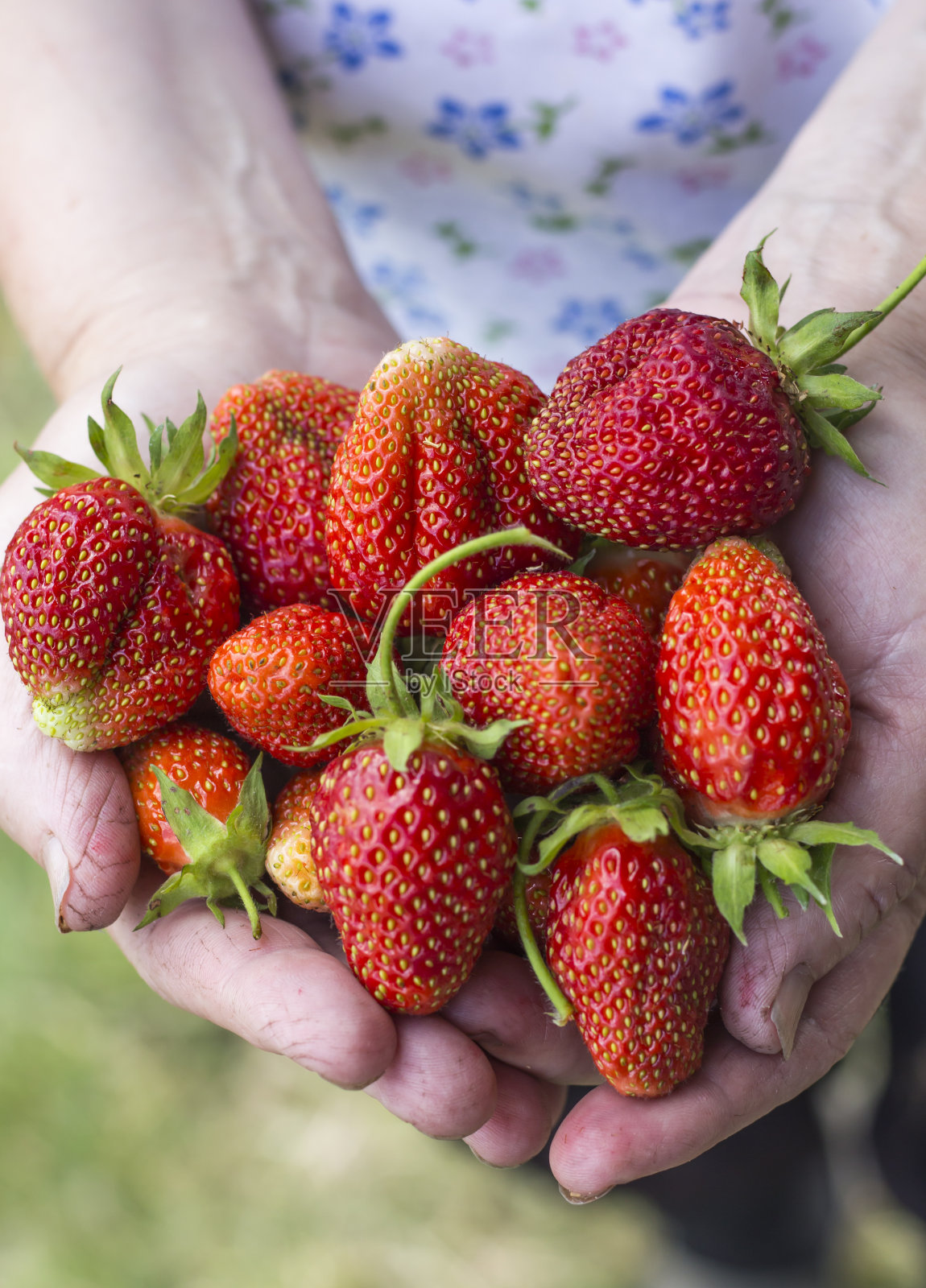 老妇人劳累过度的双手捧着许多草莓照片摄影图片
