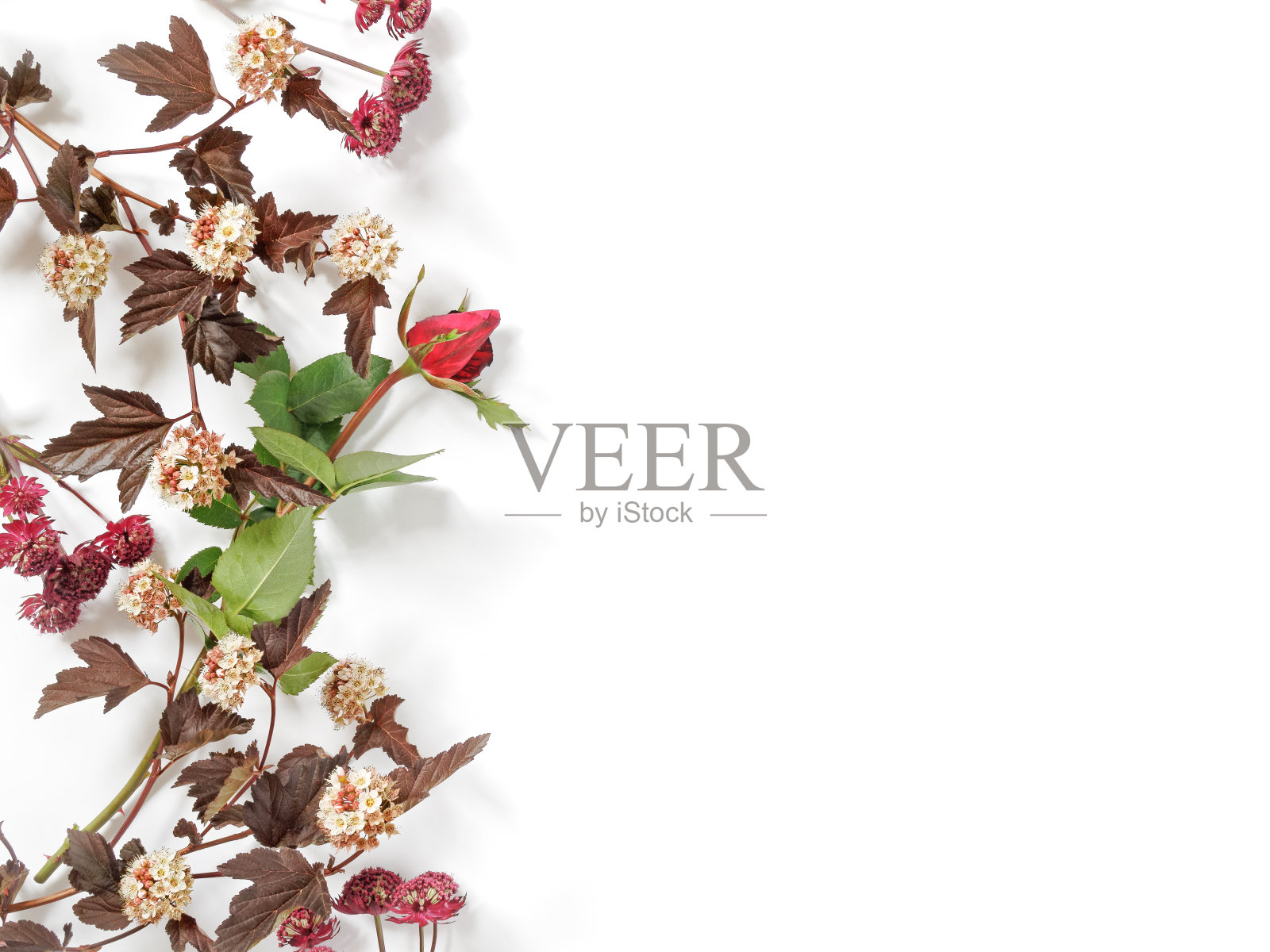 场地和花园植物的花卉布局。各种各样的夏秋花在白色的背景上。平的。副本的空间。照片摄影图片