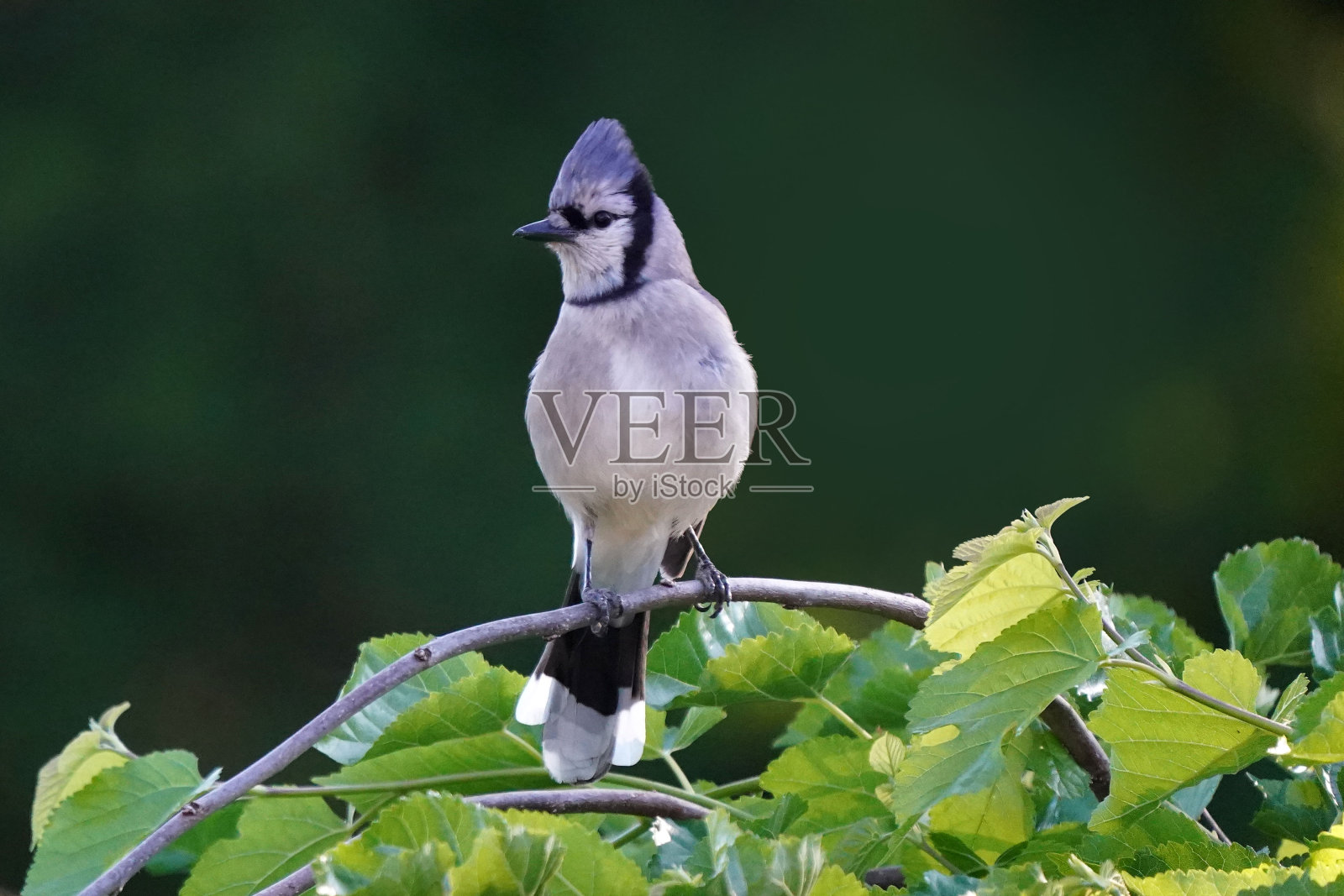 在栖木和飞行中的蓝松鸦照片摄影图片