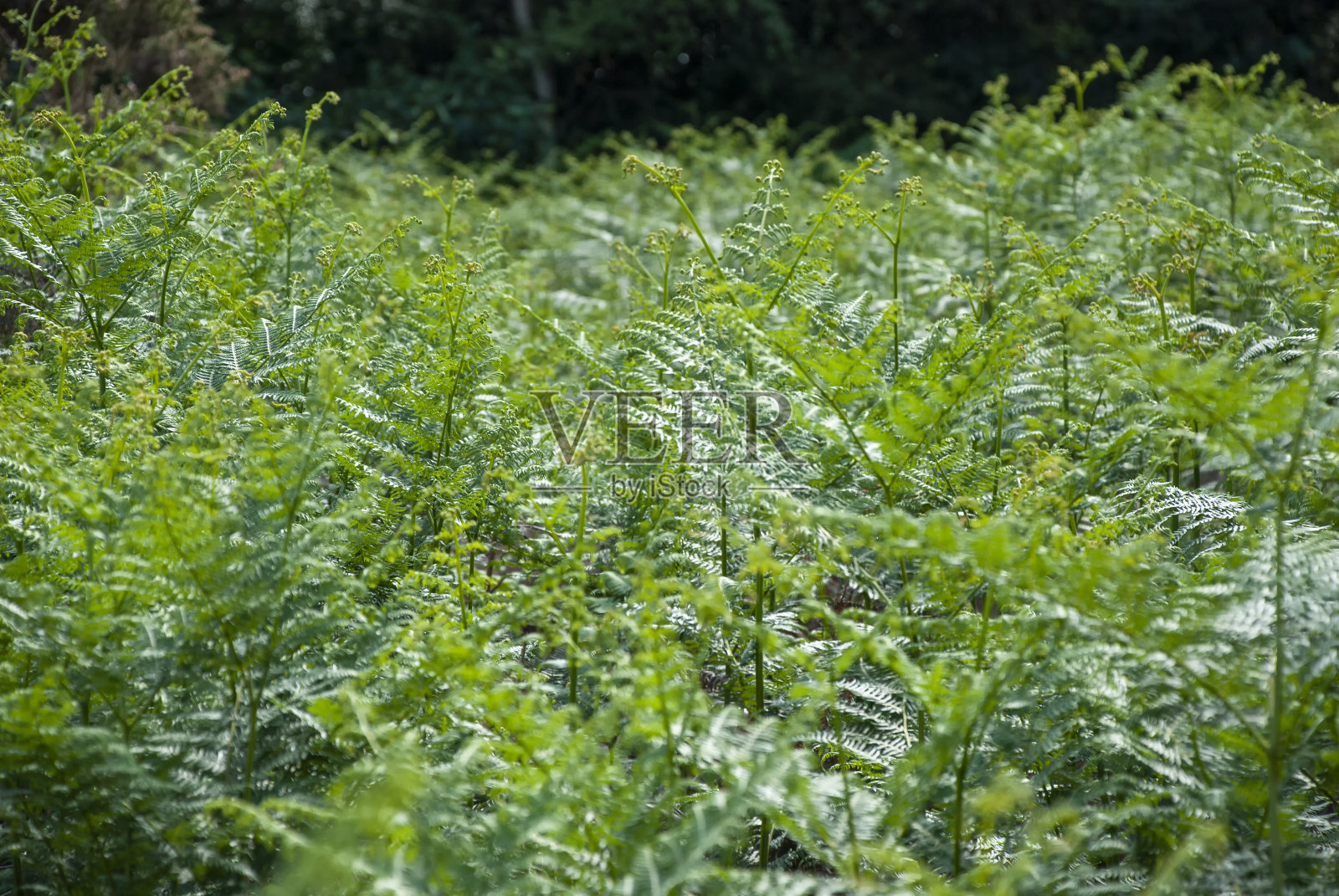 生长在英国萨福克郡农村地区的蕨类植物照片摄影图片