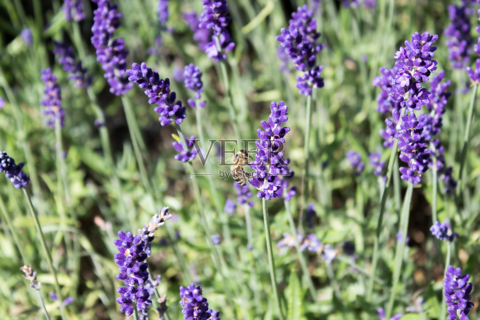 一个蜜蜂坐在麝香虫上的细节照片摄影图片
