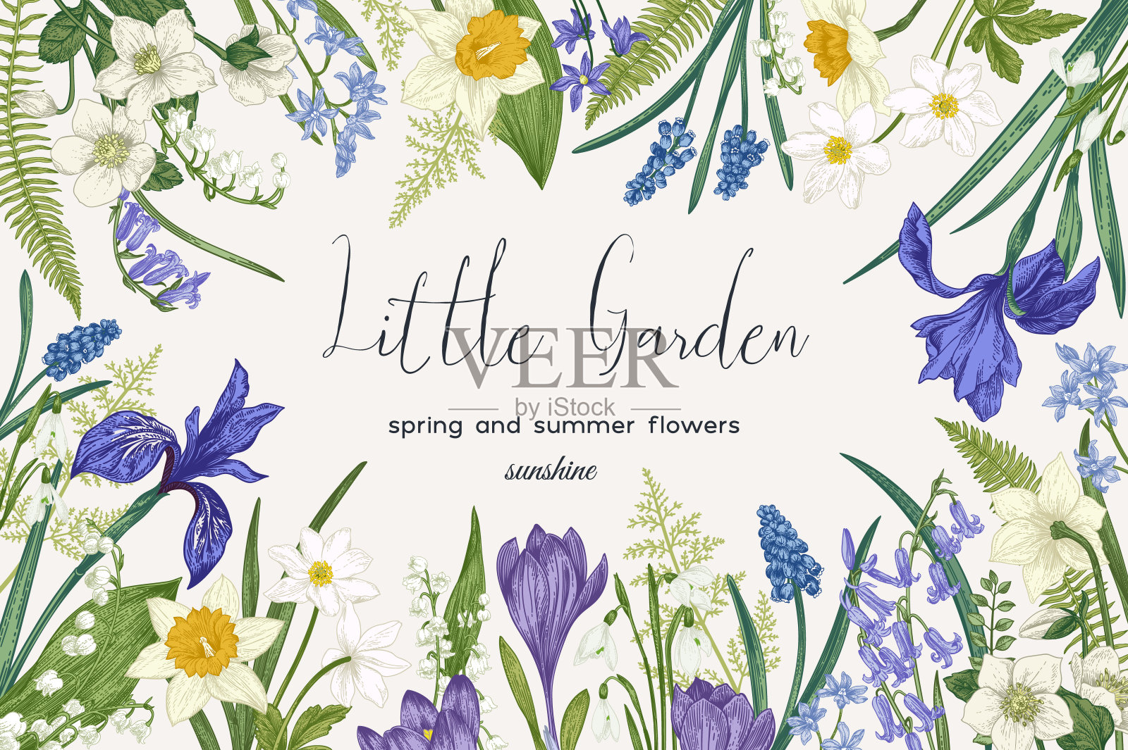 花框架与花。插画图片素材