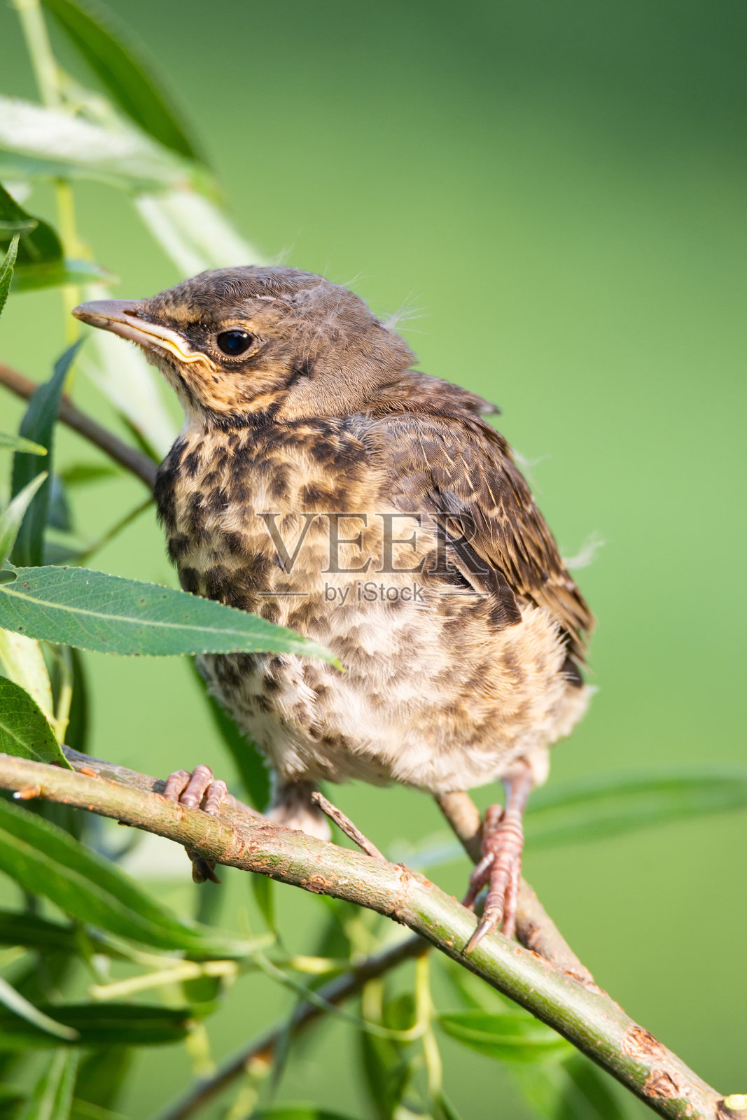 田野里的雏鸟照片摄影图片