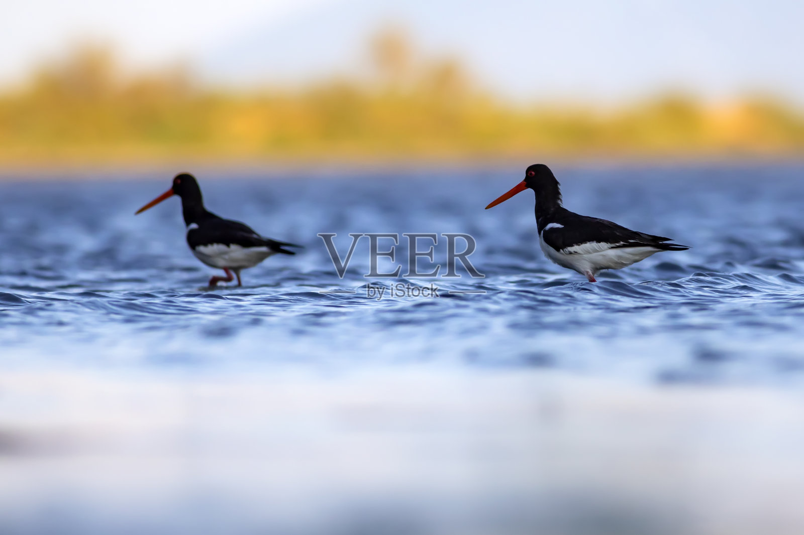 水和鸟类。可爱的彩色水鸟蛎。自然背景。鸟:欧亚蛎鹬。照片摄影图片