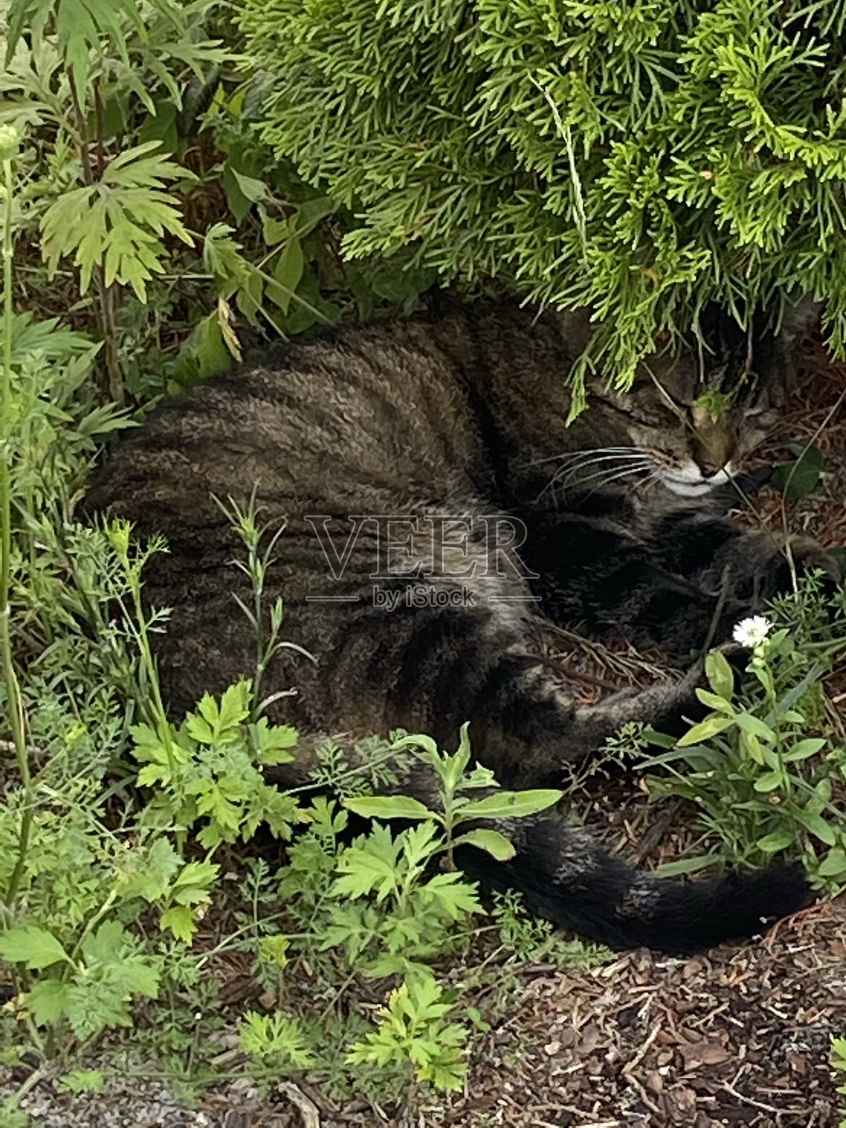 丛林迷彩的猫照片摄影图片
