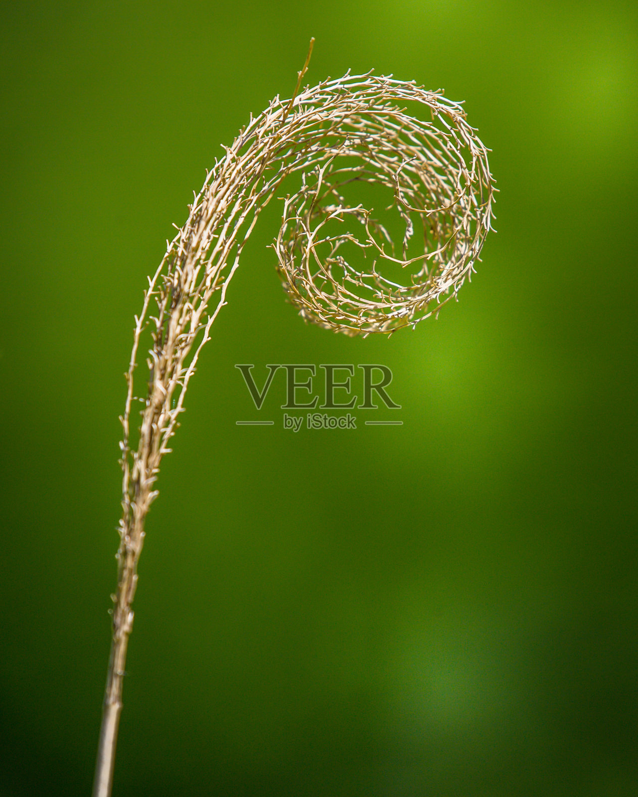 一种植物的漩涡设计照片摄影图片
