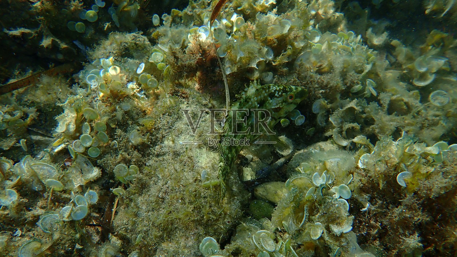 法国昂蒂布角地中海下的五斑濑鱼照片摄影图片