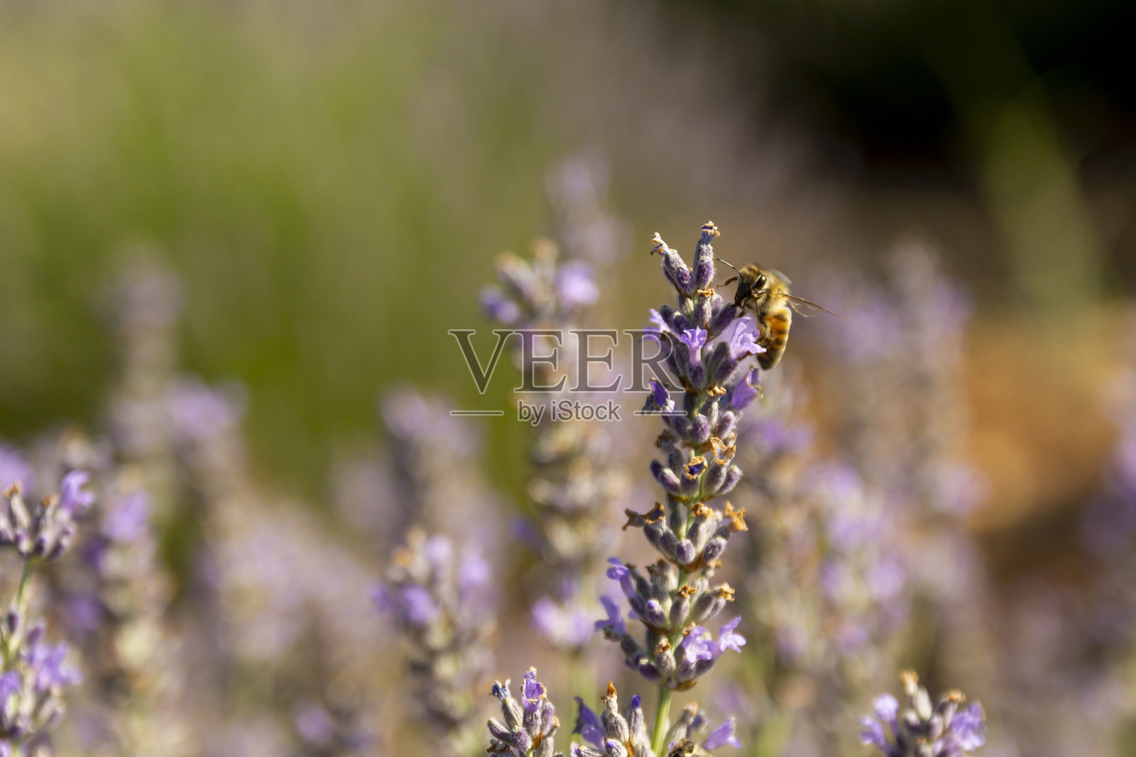 在土耳其收集薰衣草和花粉照片摄影图片