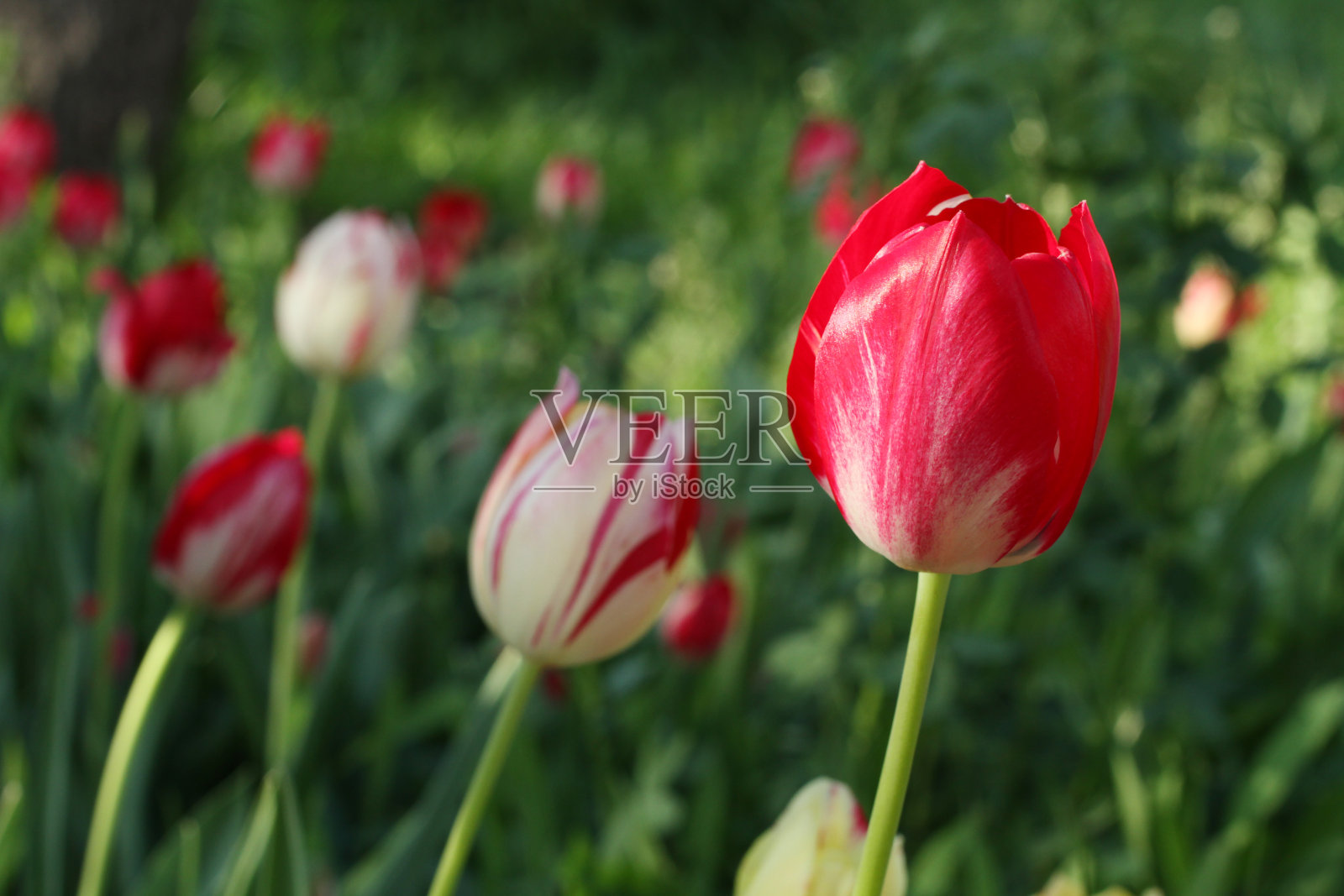 红色、白色和黄色的郁金香映衬着花园里的绿草。特写镜头照片摄影图片