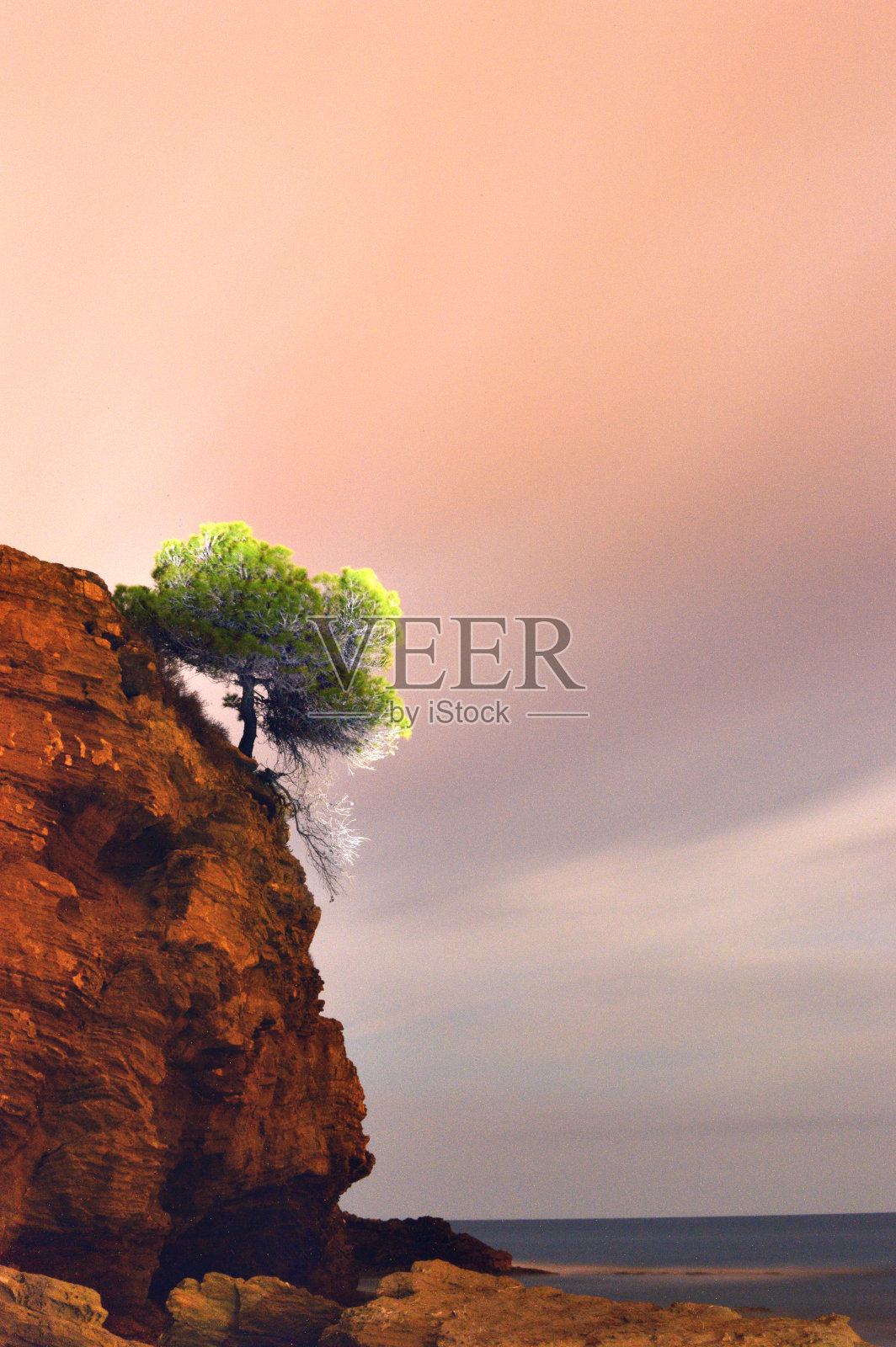 松树能抵御海风照片摄影图片