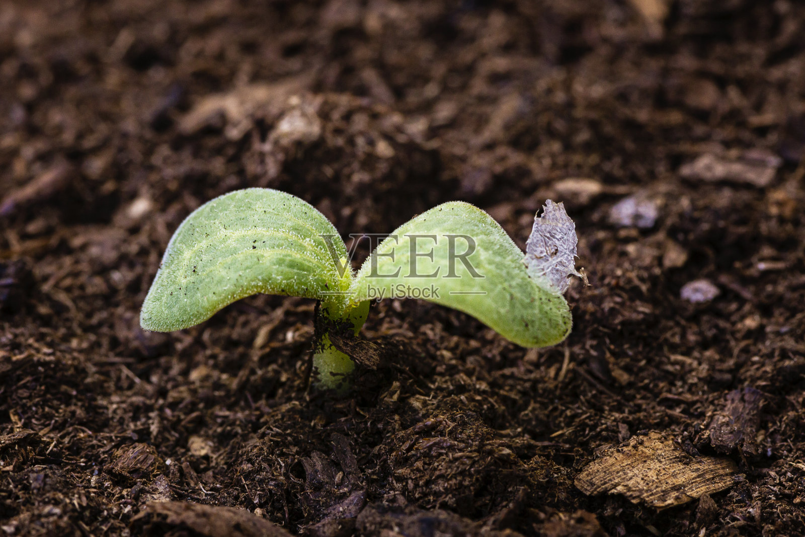 生长发芽照片摄影图片