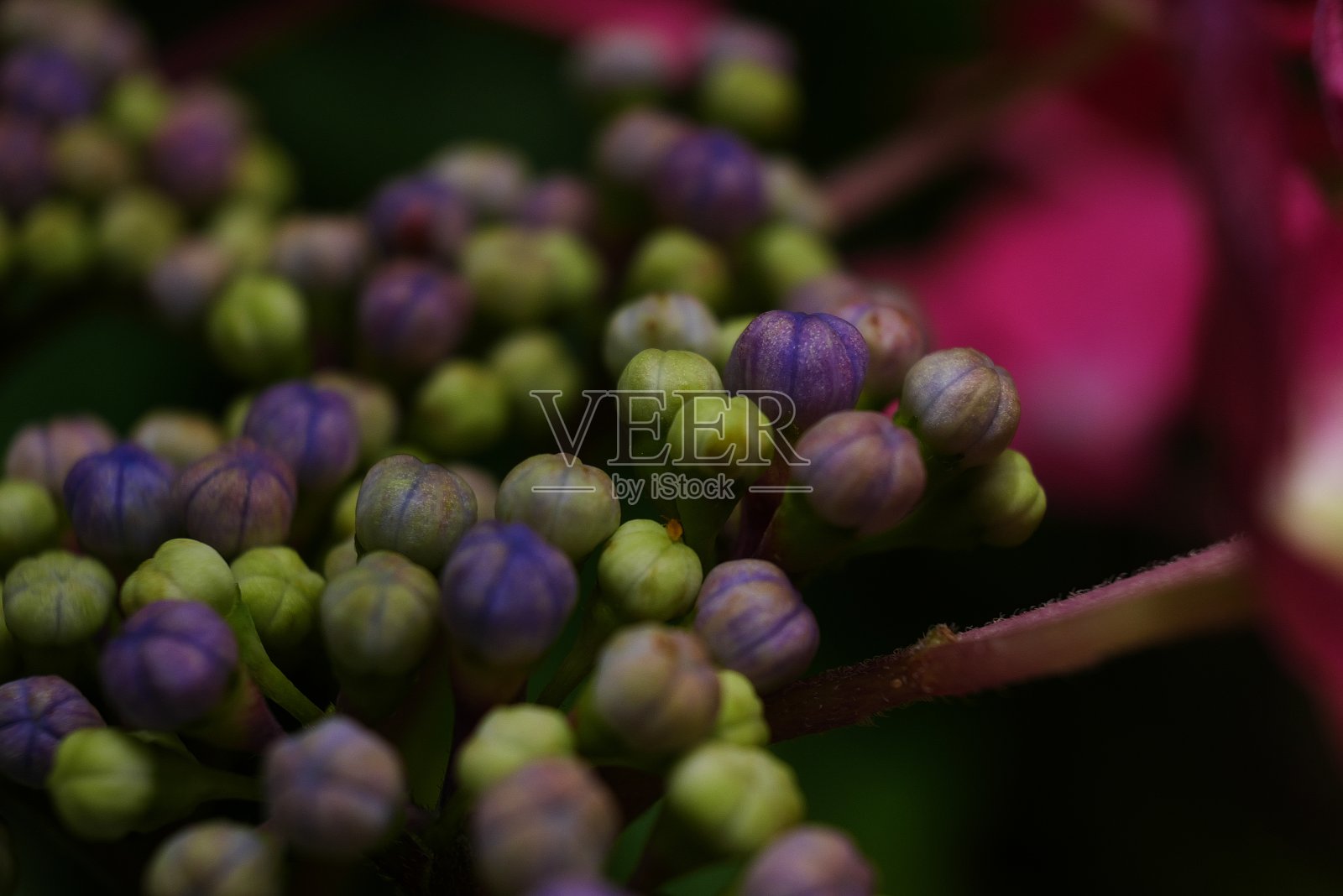 红色锯齿绣球的宏照片摄影图片