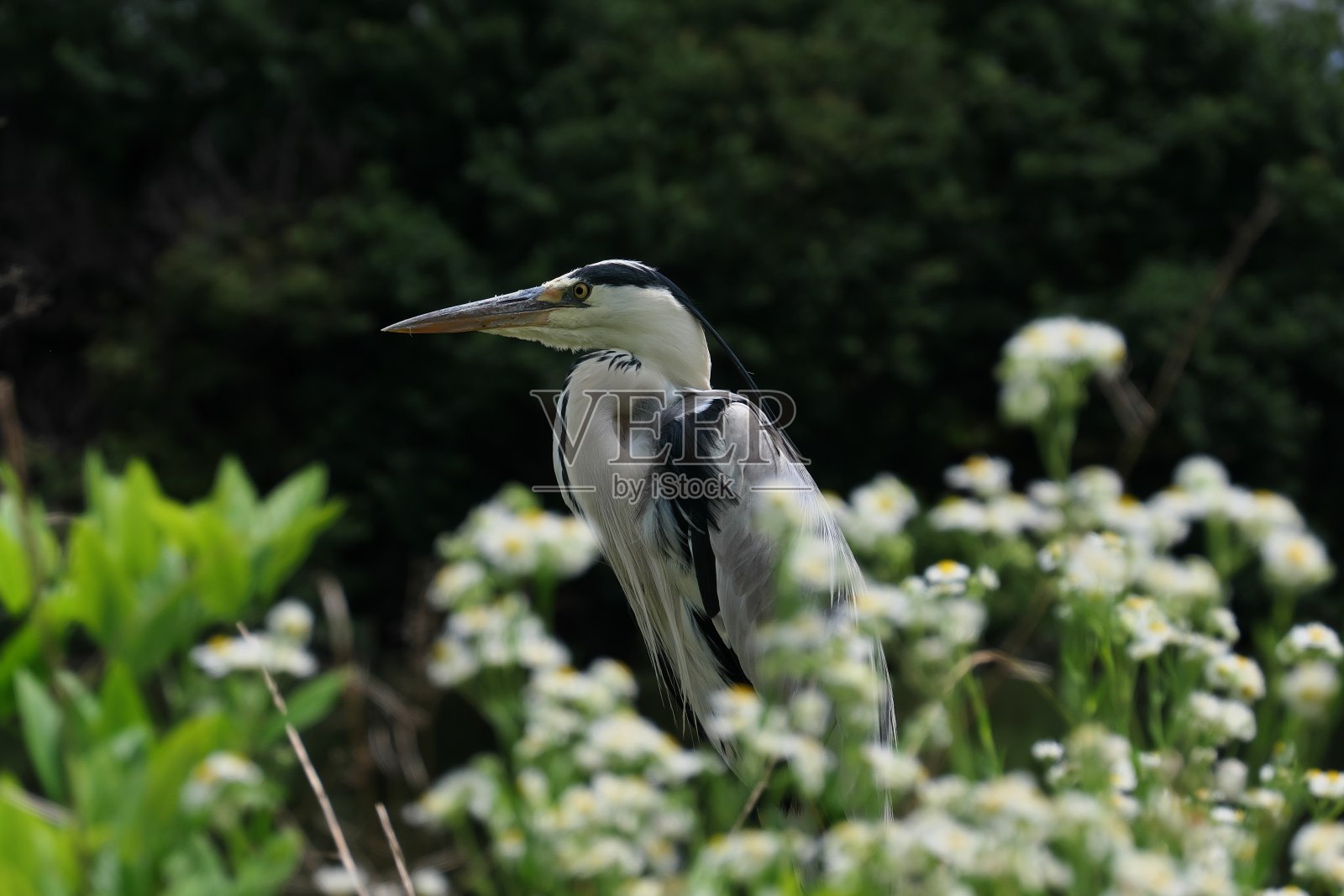 大蓝鹭静静地站在池塘边照片摄影图片
