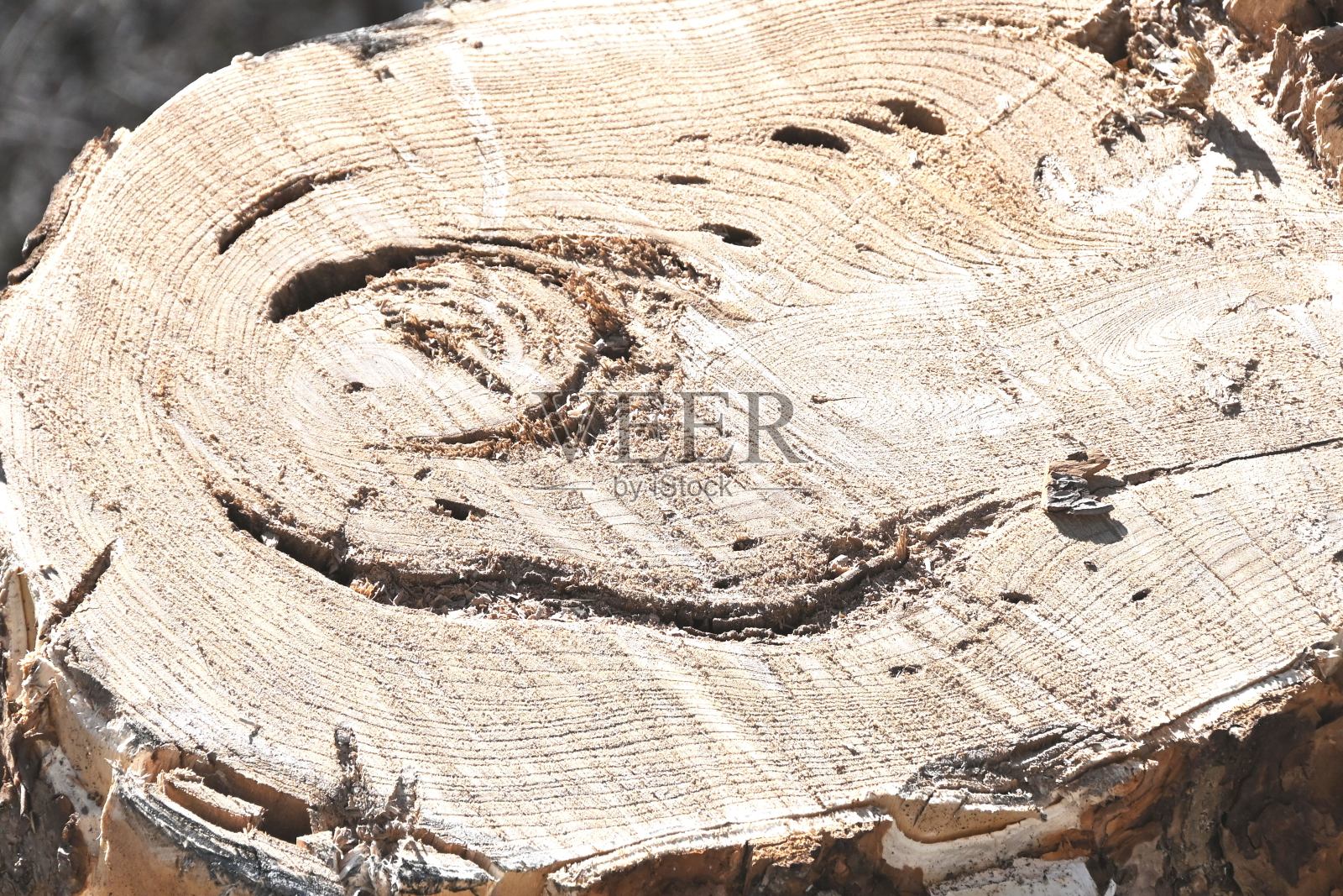 树桩照片摄影图片