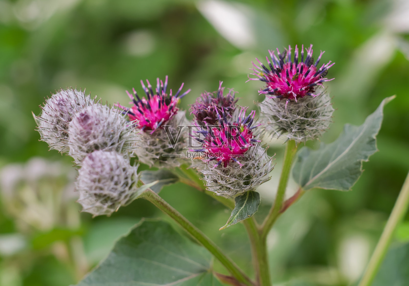 仙鹤花盛开。眼睛的颜色。照片摄影图片