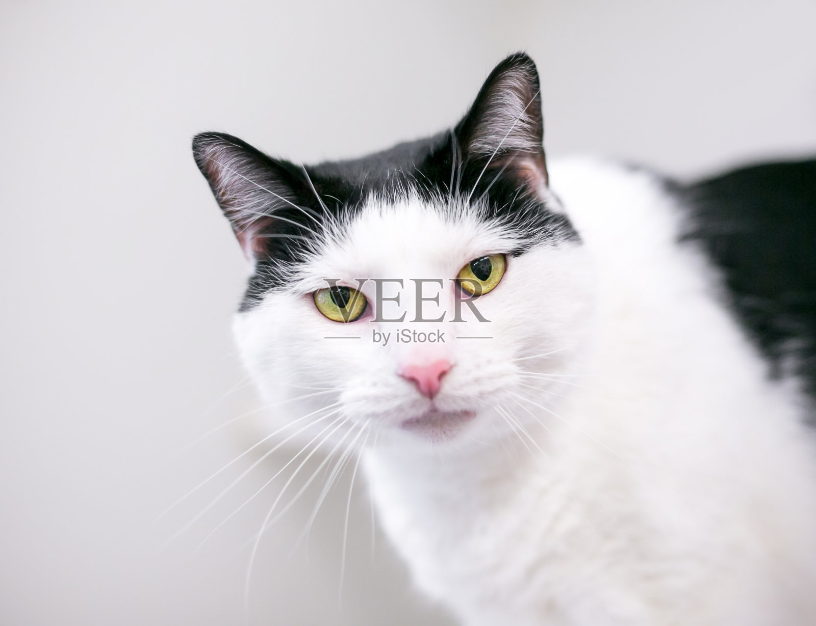 一种黑白相间的家短毛猫，眼睛是黄色的照片摄影图片