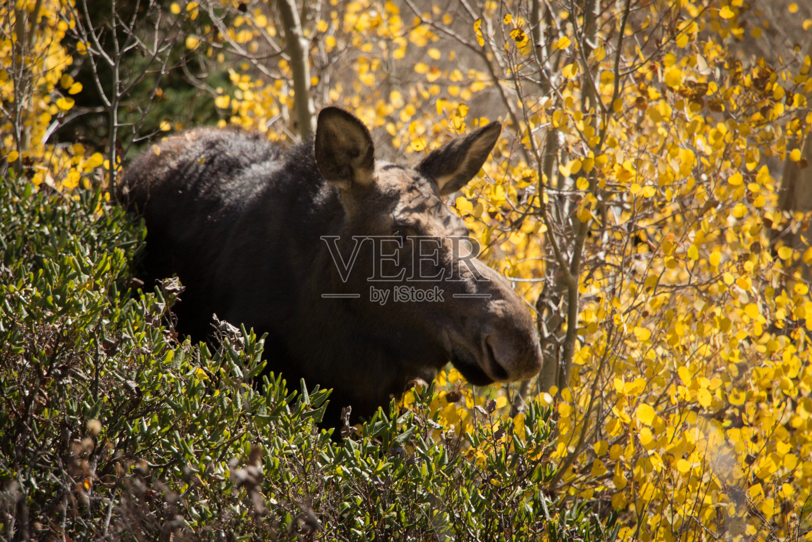 黄秋森林中的母驼鹿照片摄影图片