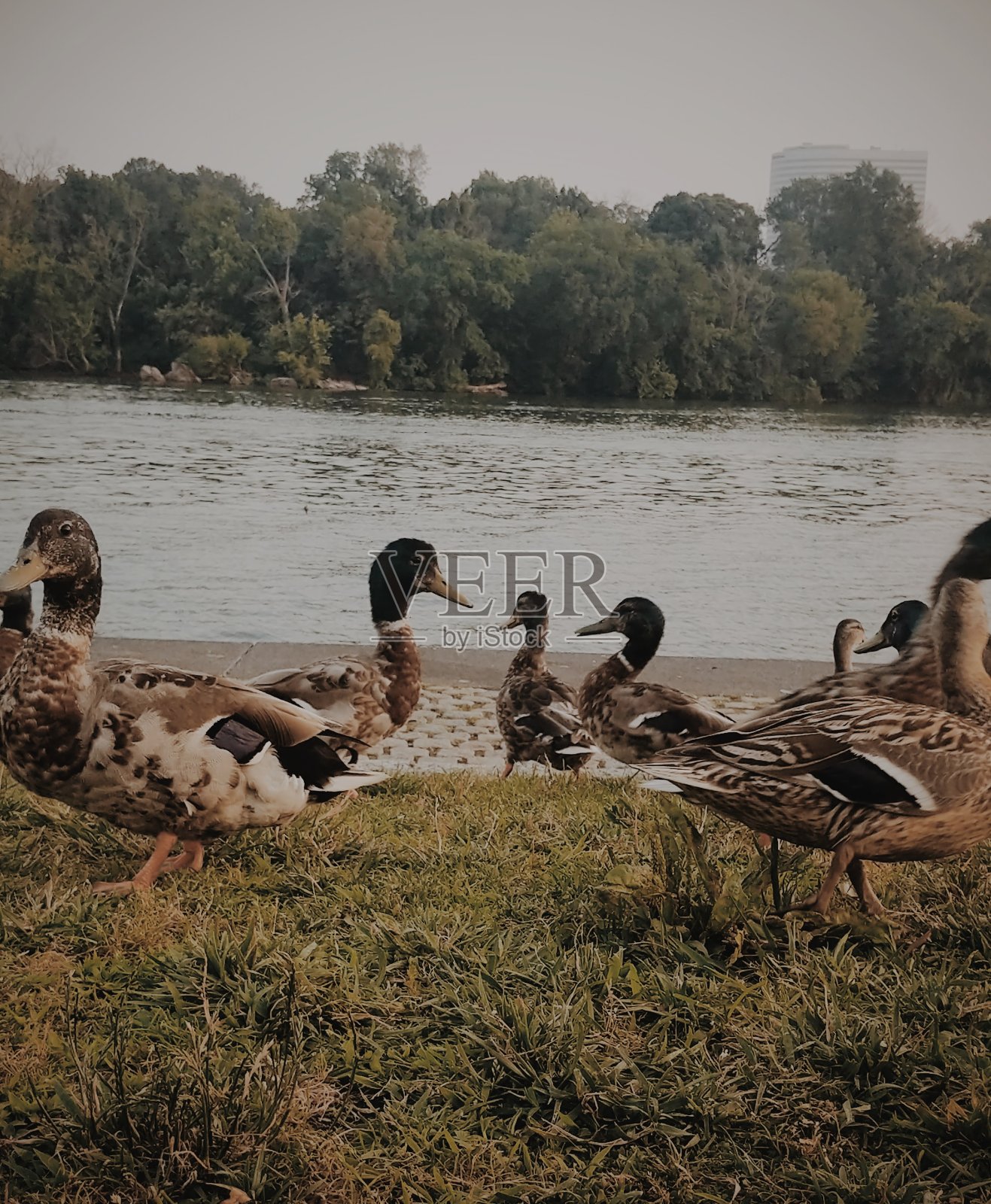 河边一群群的鸭子和鹅照片摄影图片