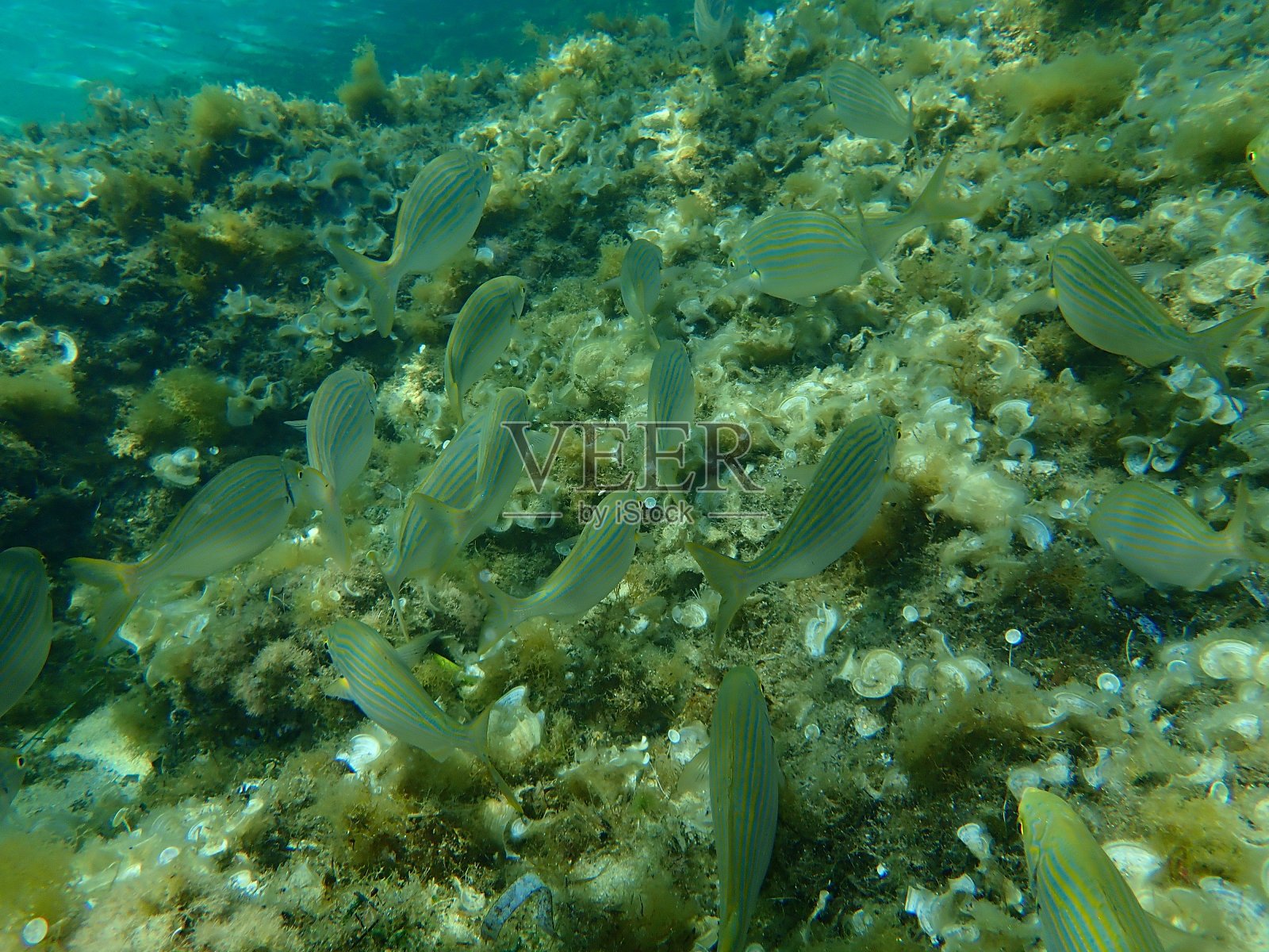 法国，昂蒂布角，地中海海底照片摄影图片