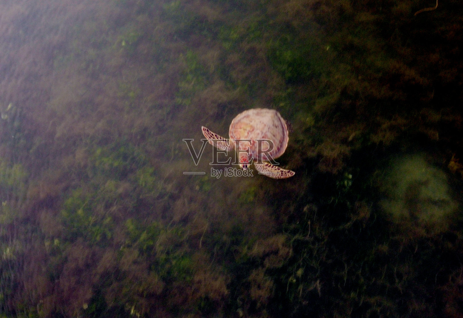 无人机拍摄的海龟在海湾中游泳照片摄影图片