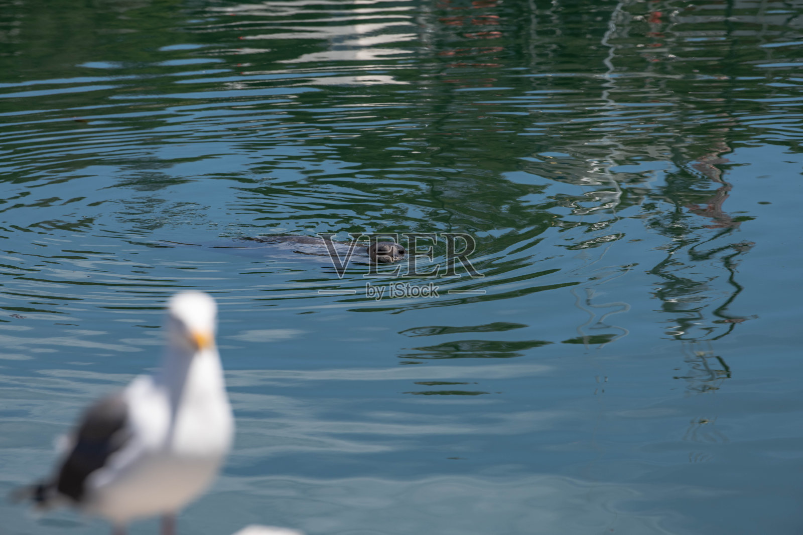 海豹在港口照片摄影图片