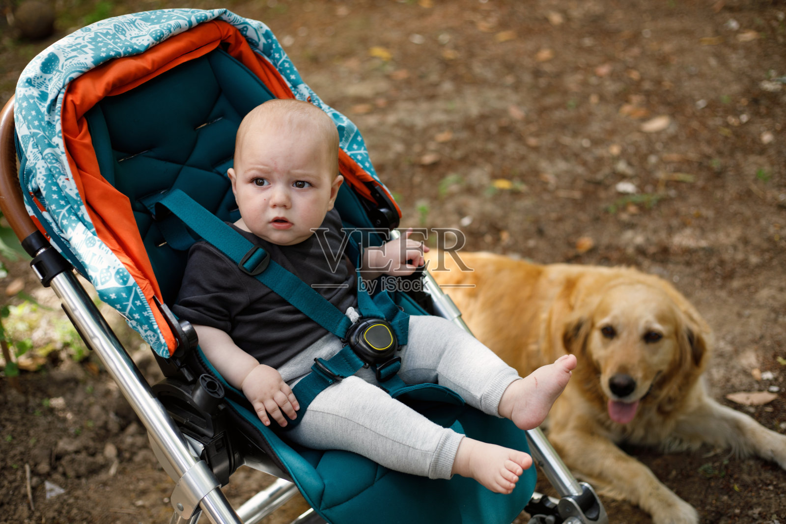 婴儿车里的小男孩和金毛寻回犬照片摄影图片