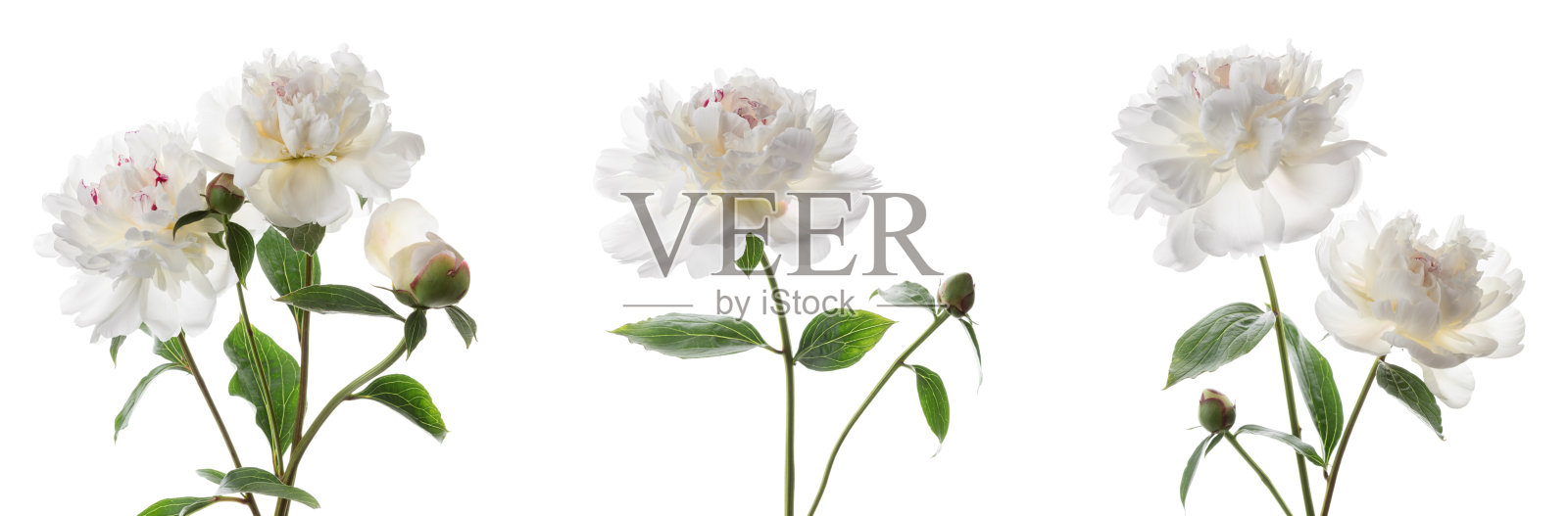 一套美丽的牡丹花孤立在白色的背景。照片摄影图片