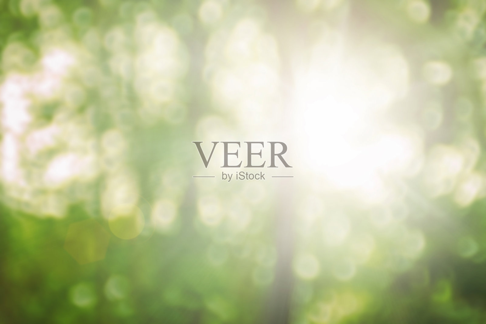 自然的春天模糊了绿叶的背景。创造轻柔和的颜色和明亮的阳光在日落前的短时间在热带森林的树。照片摄影图片