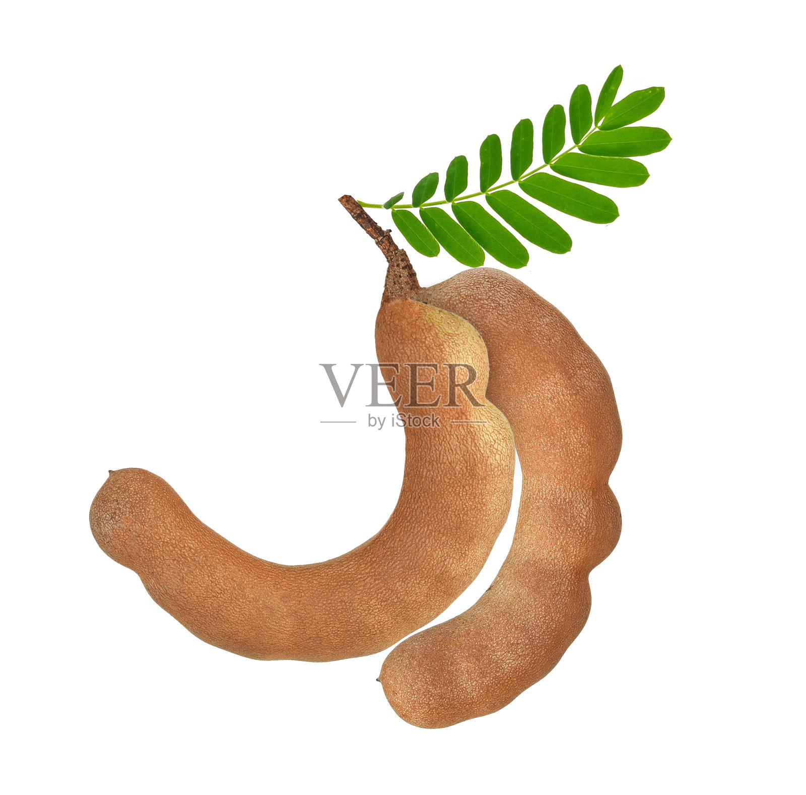 新鲜的罗望子果实和叶子孤立在白色背景上照片摄影图片