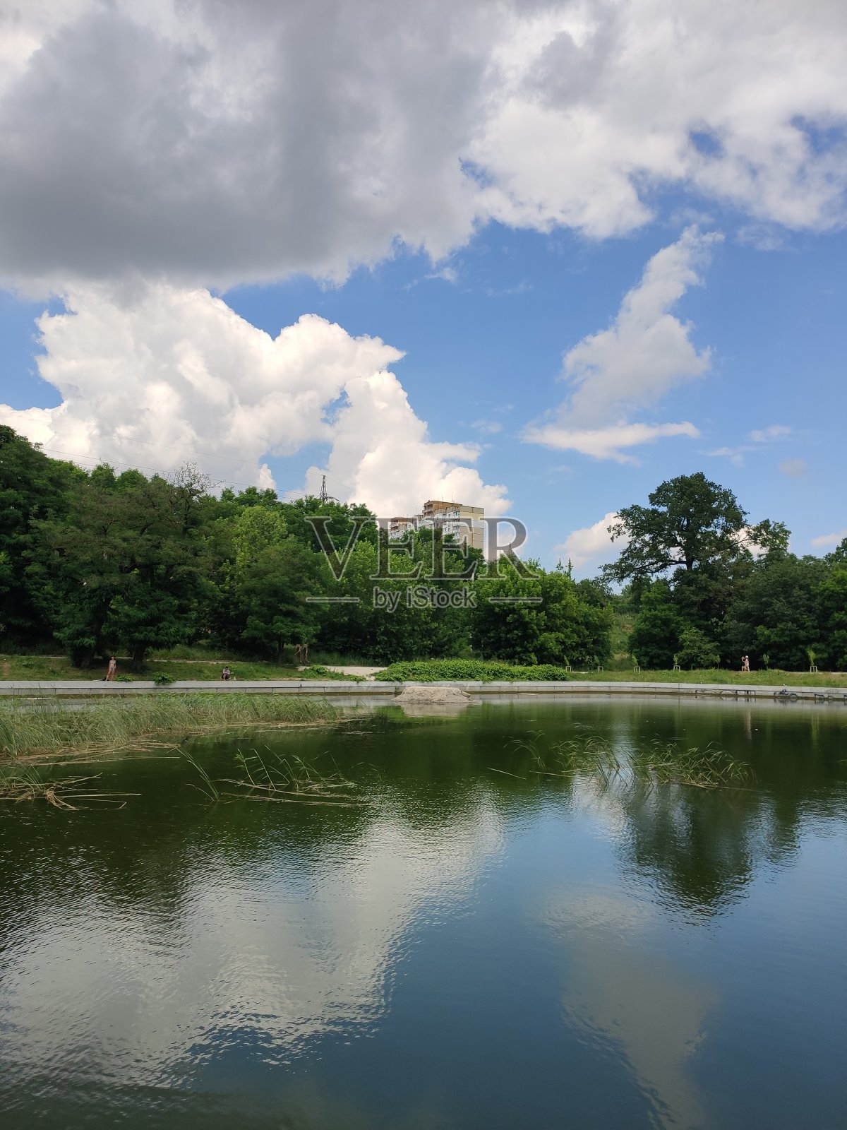 美丽的湖在夏天的森林照片摄影图片