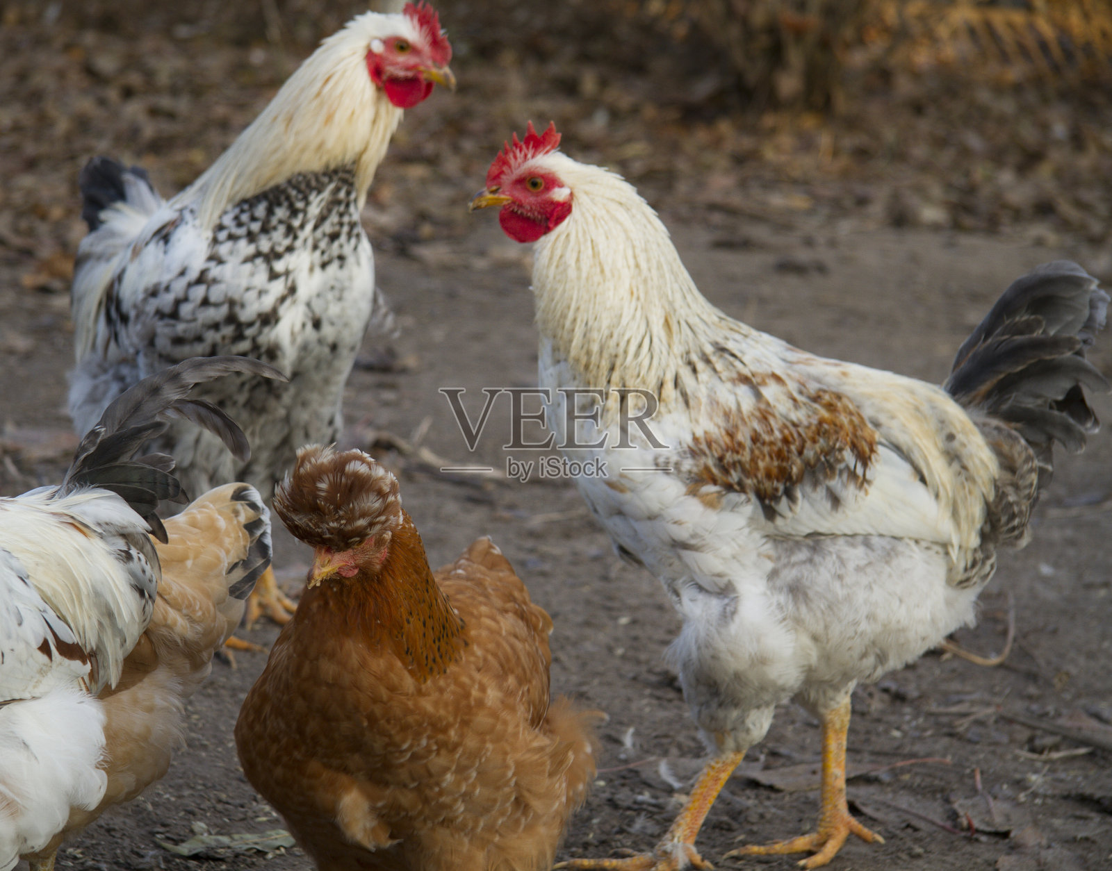 群母鸡照片摄影图片