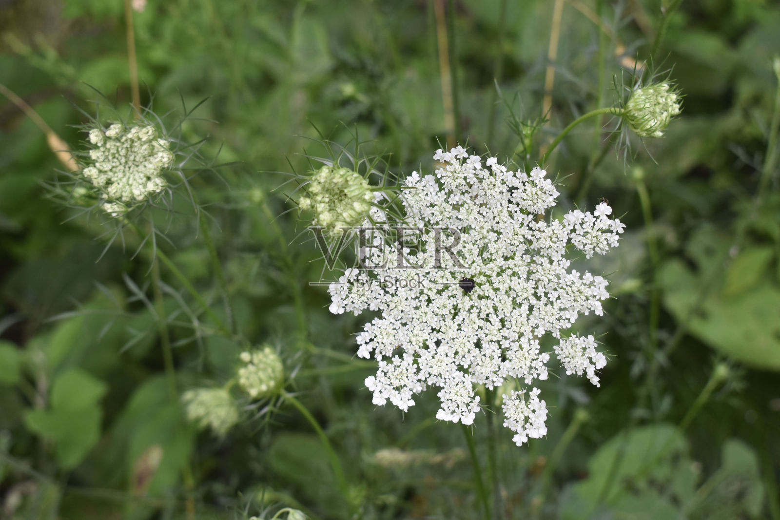 安妮女王的蕾丝和蓓蕾照片摄影图片