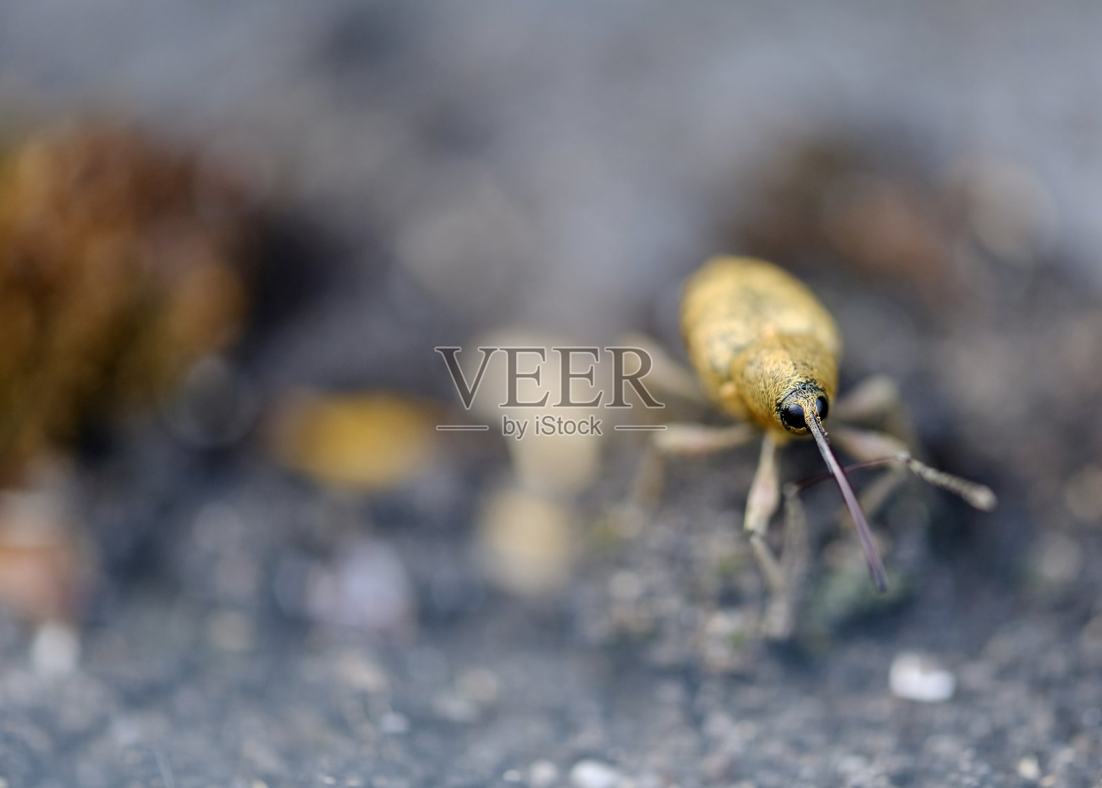 甲虫照片摄影图片