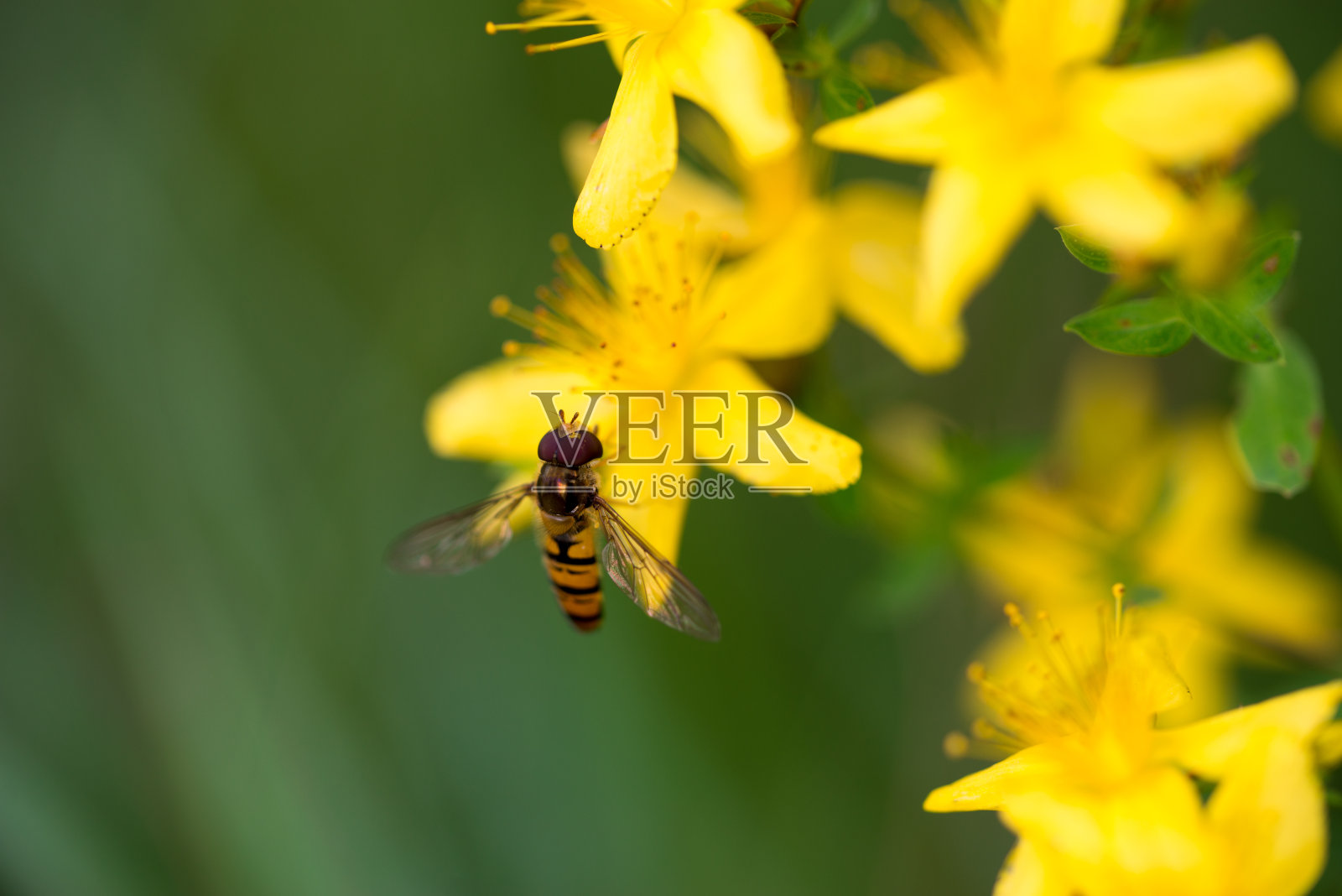野蜜蜂对贯叶连翘黄花宏照片摄影图片