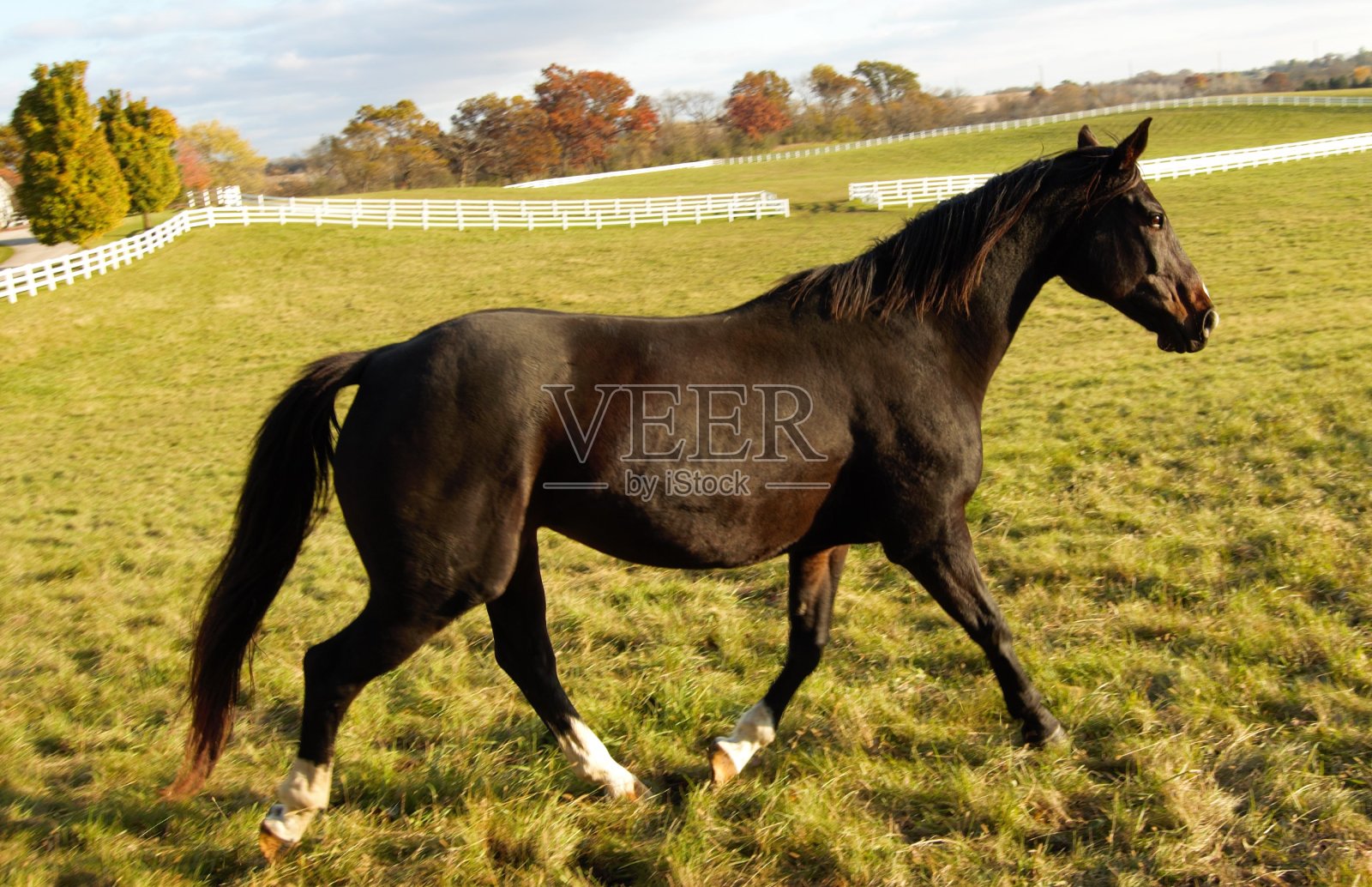 在牧场上奔跑的马照片摄影图片
