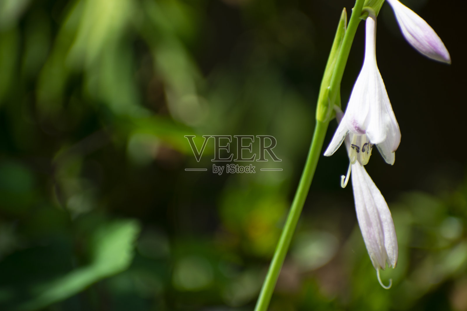 Flower-Hosta植物照片摄影图片