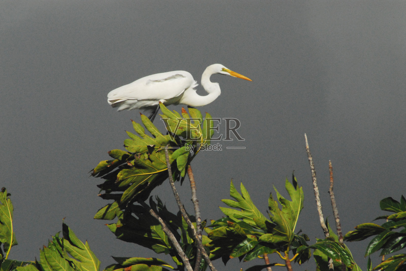 鸟-近距离的大美国白鹭对抗黑暗的暴风雨的天空照片摄影图片