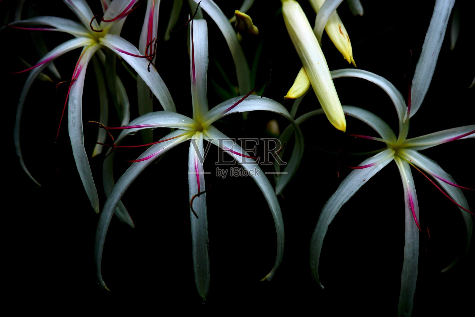 弗洛尔克里诺-克里姆亚洲语照片摄影图片